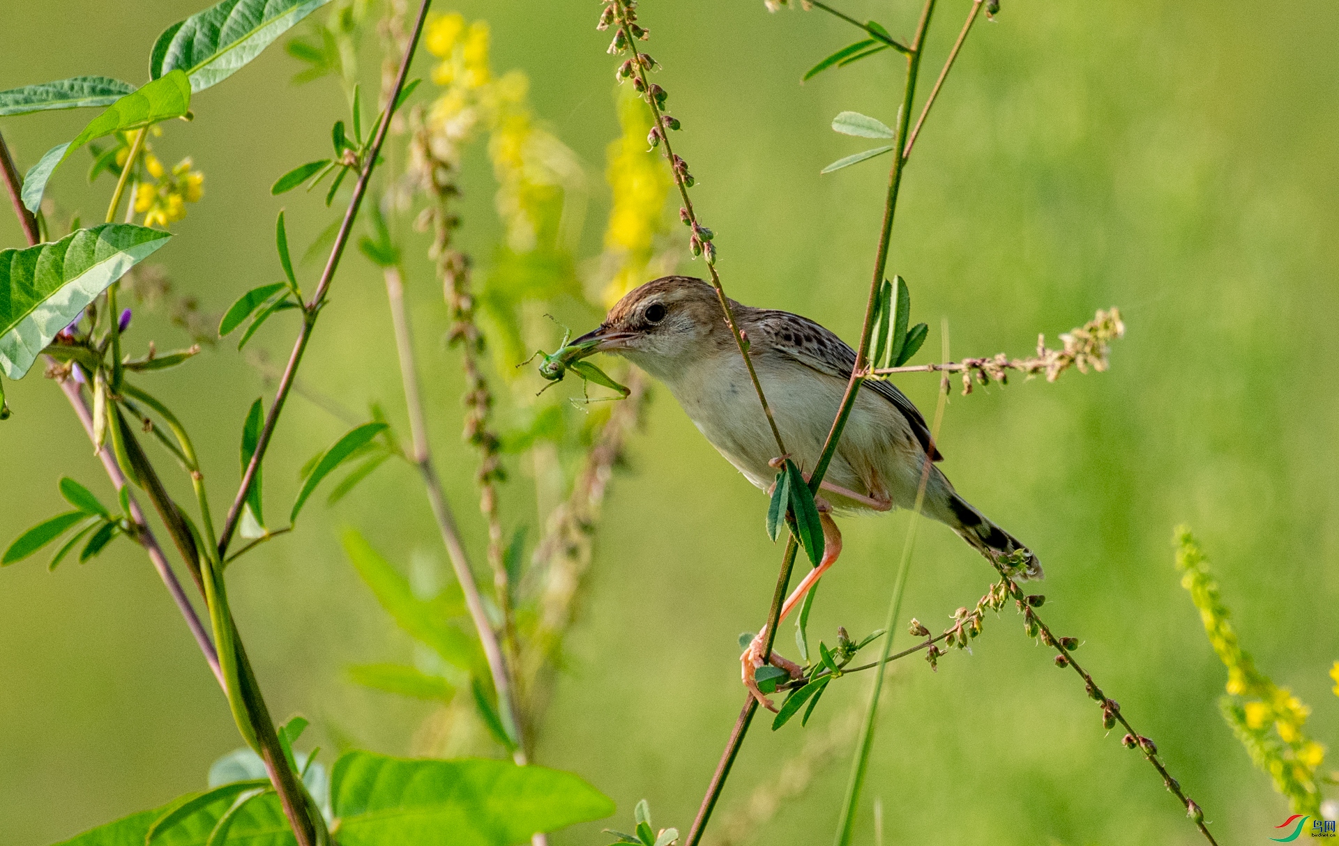 DSC_7345.jpg