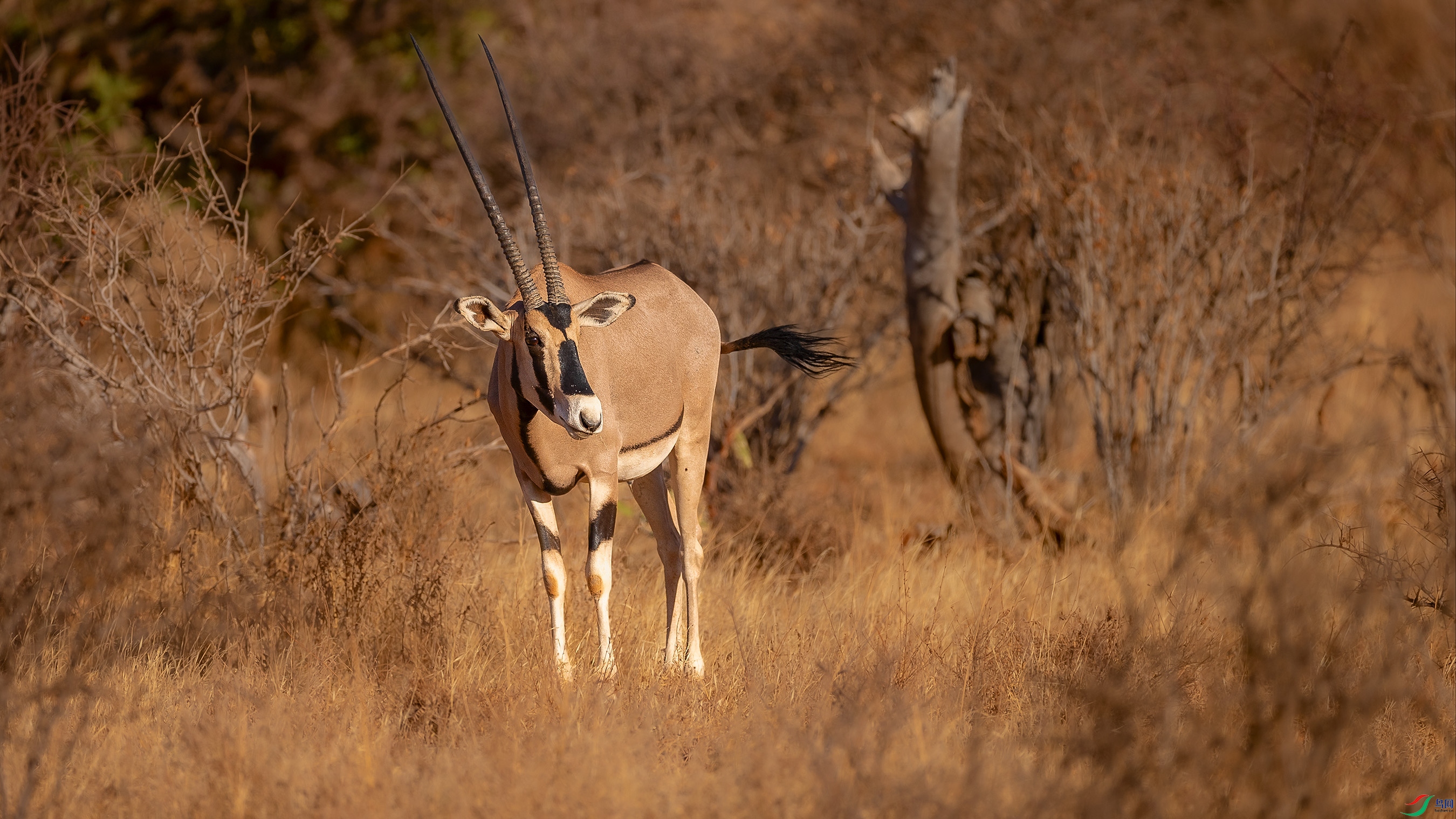 �����е�ֱ�Ǵ�����