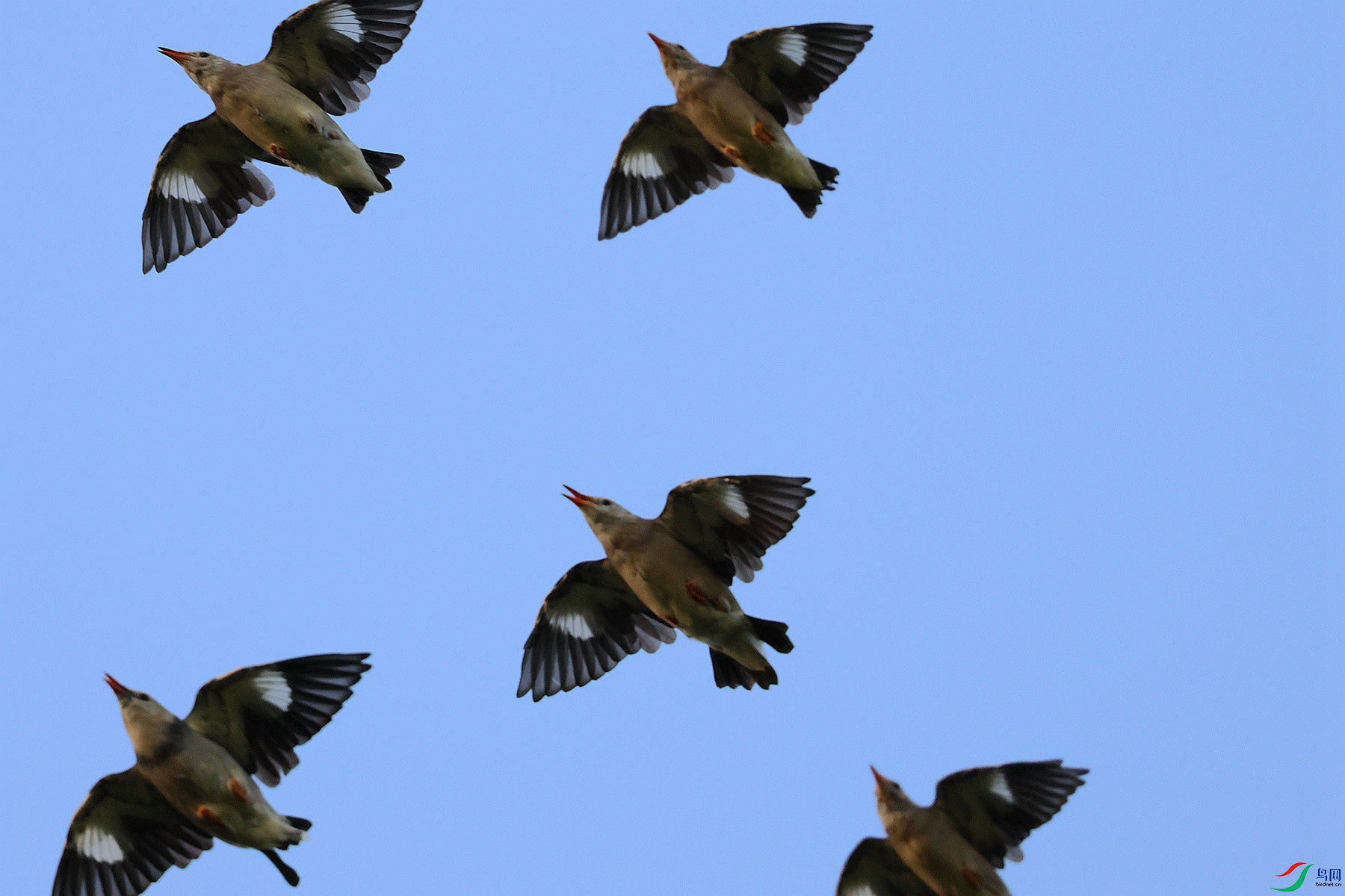 �ɹ�ͷ��������