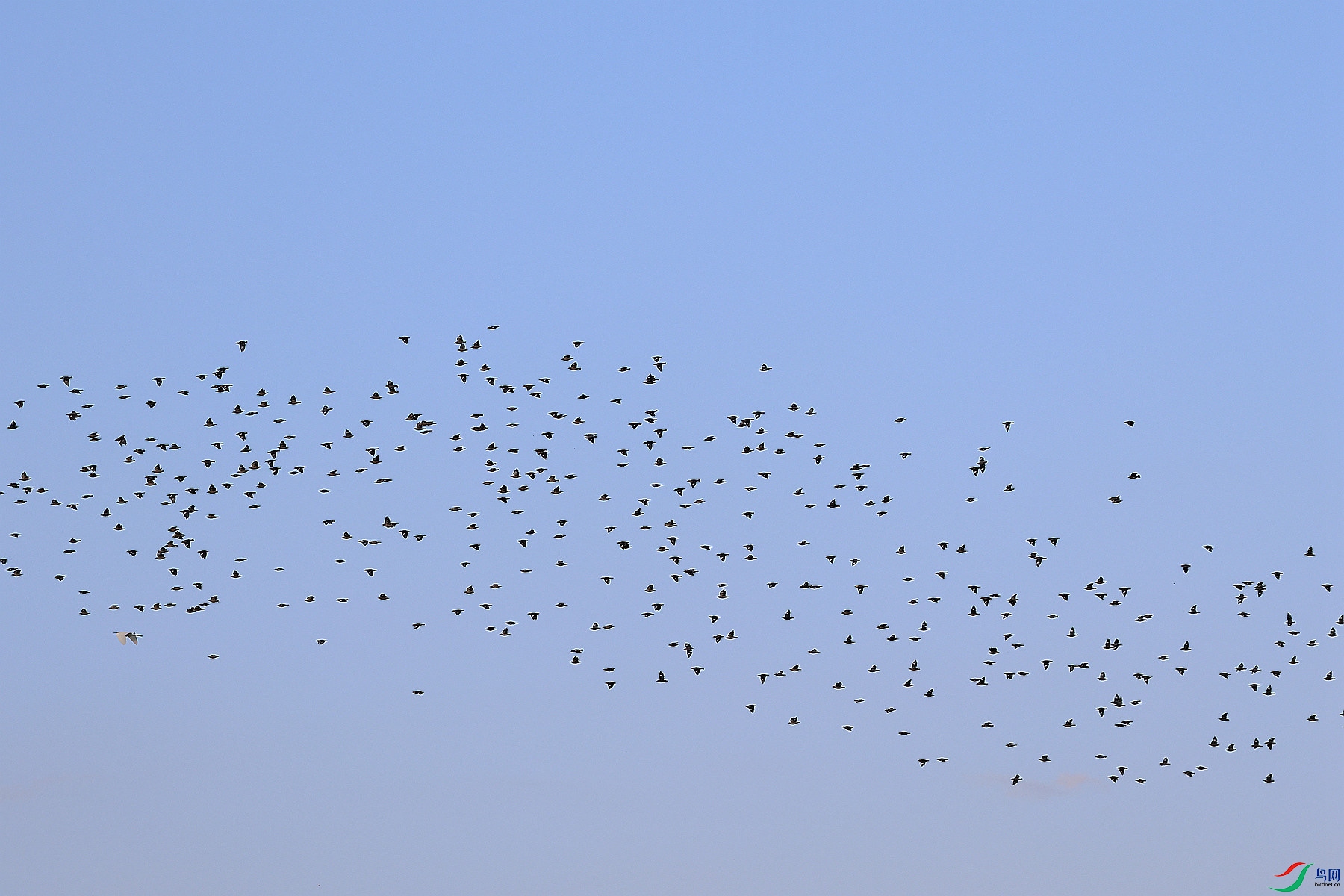 �ɹ�ͷ��������