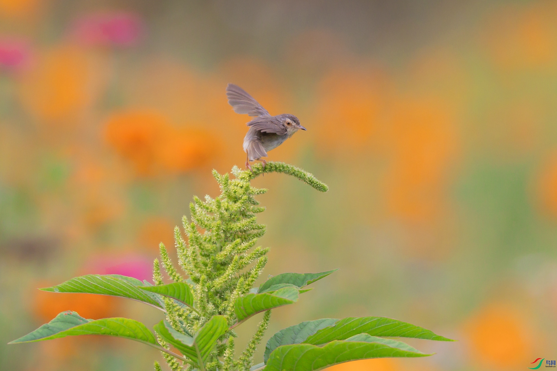 1M6A6780 ����_����.jpg