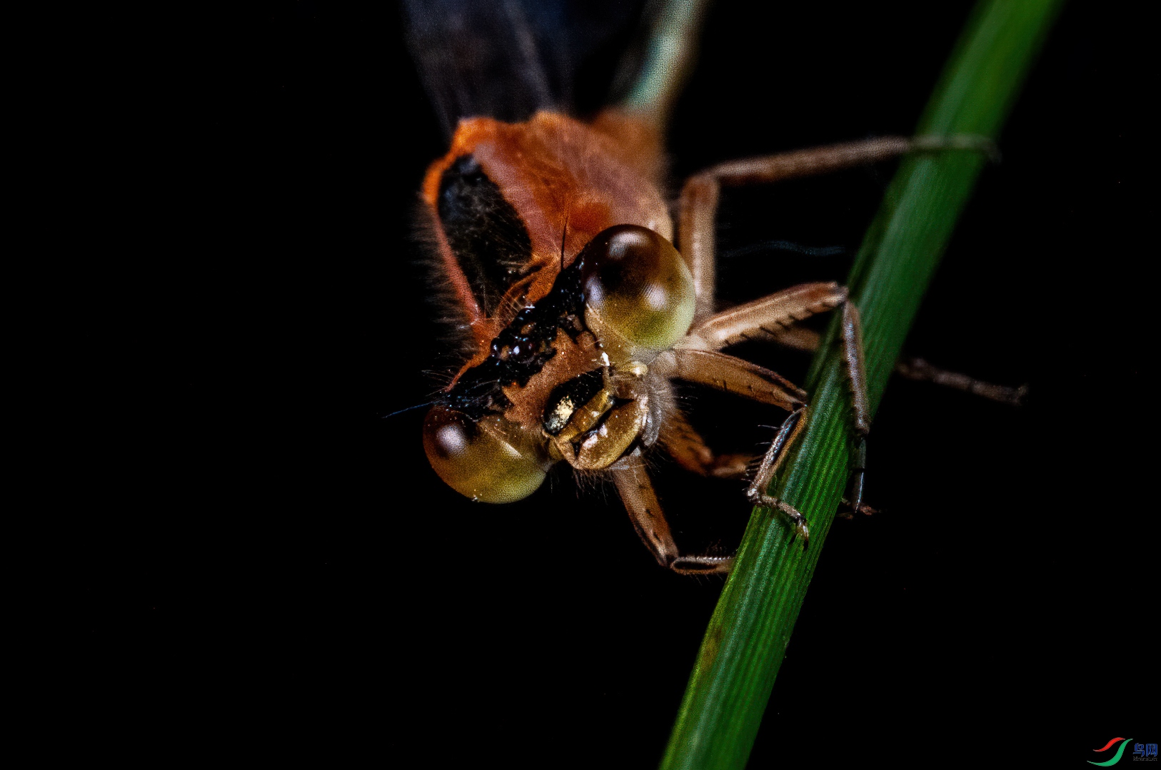 DSC_1157-1.jpg