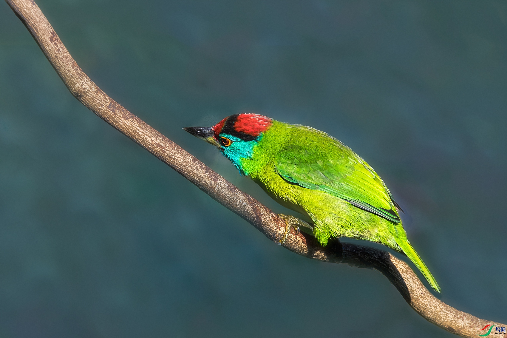 ��������ľ��----��֦СϢ