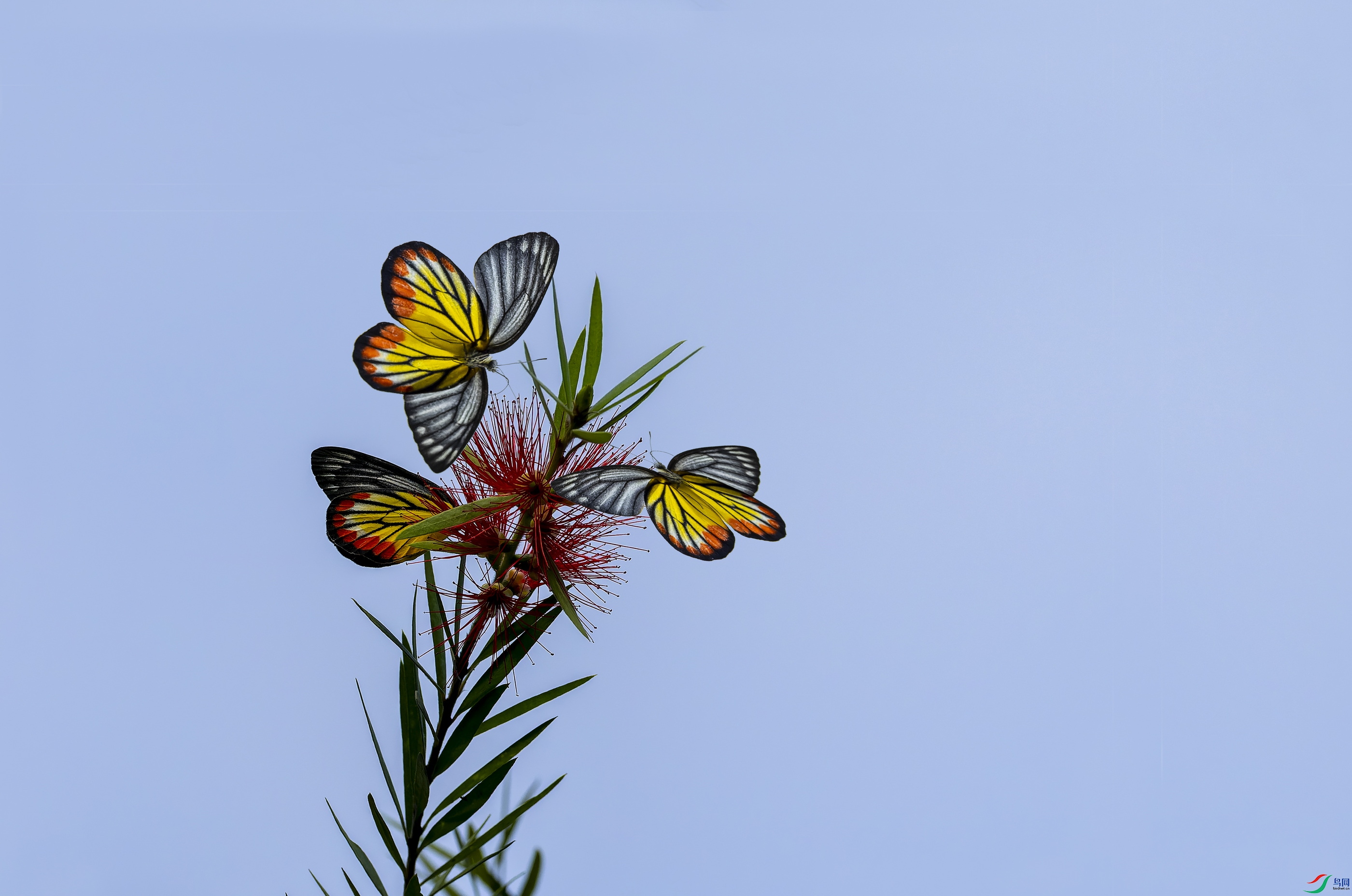 ��Խ�߷۵� 1-1 (9).jpg