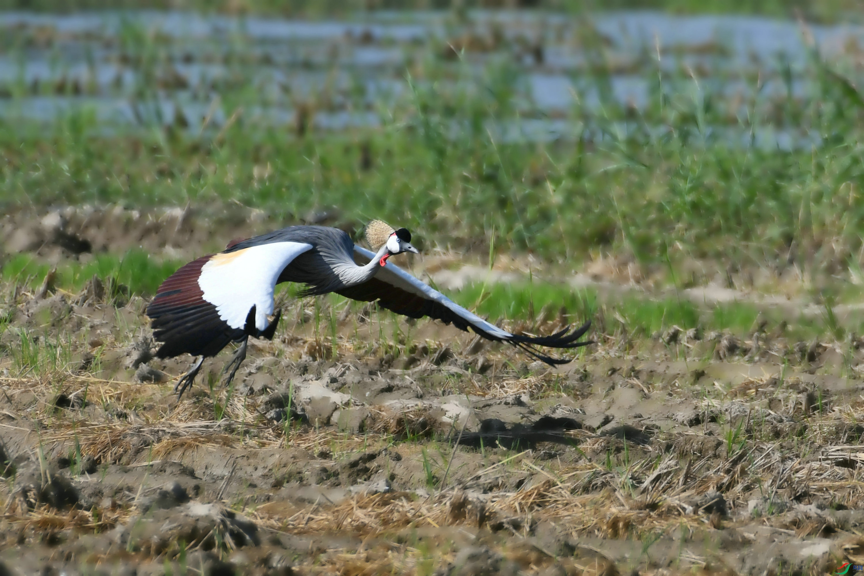 DSC_8586.JPG