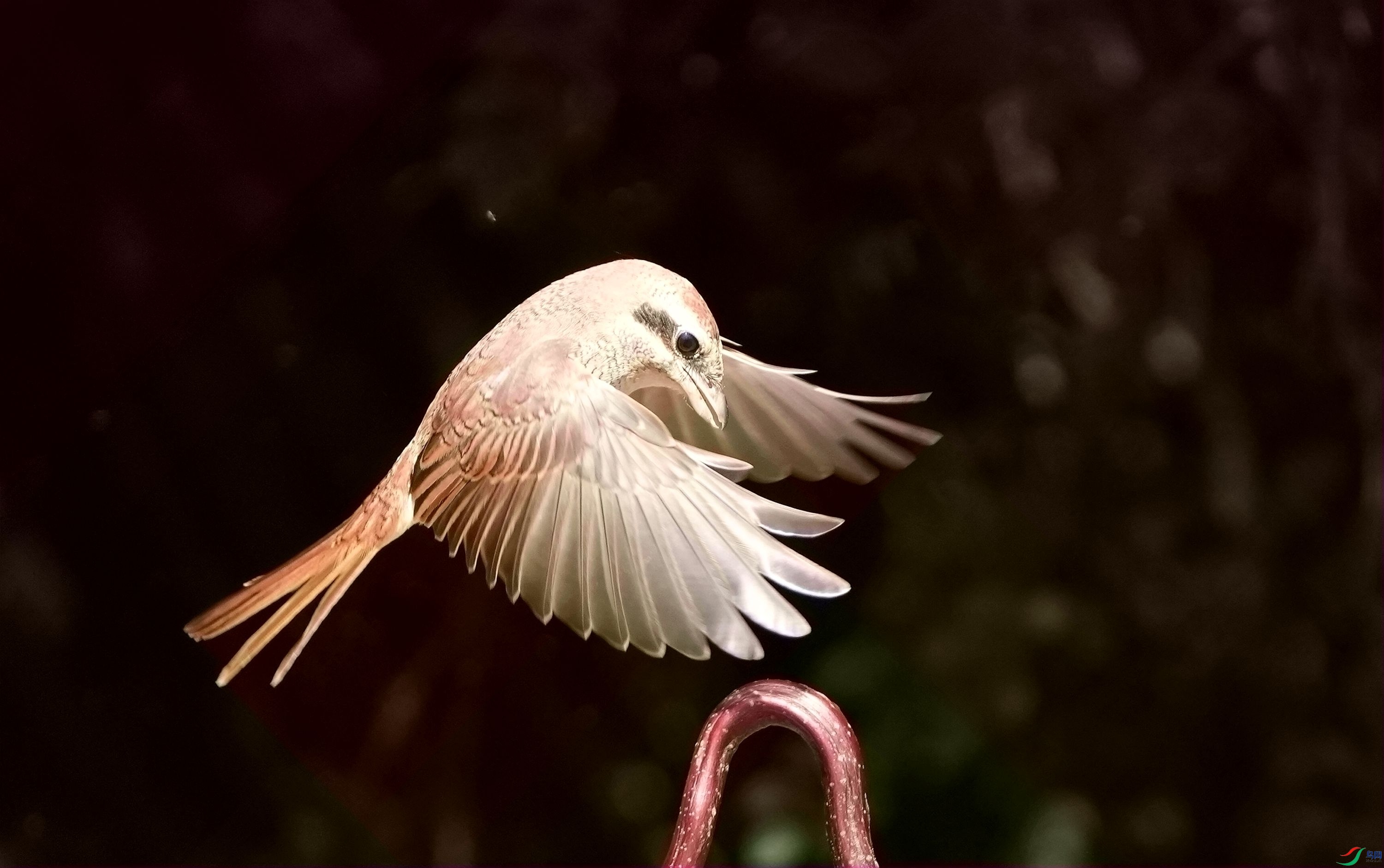 �������DSC02550_����.jpg