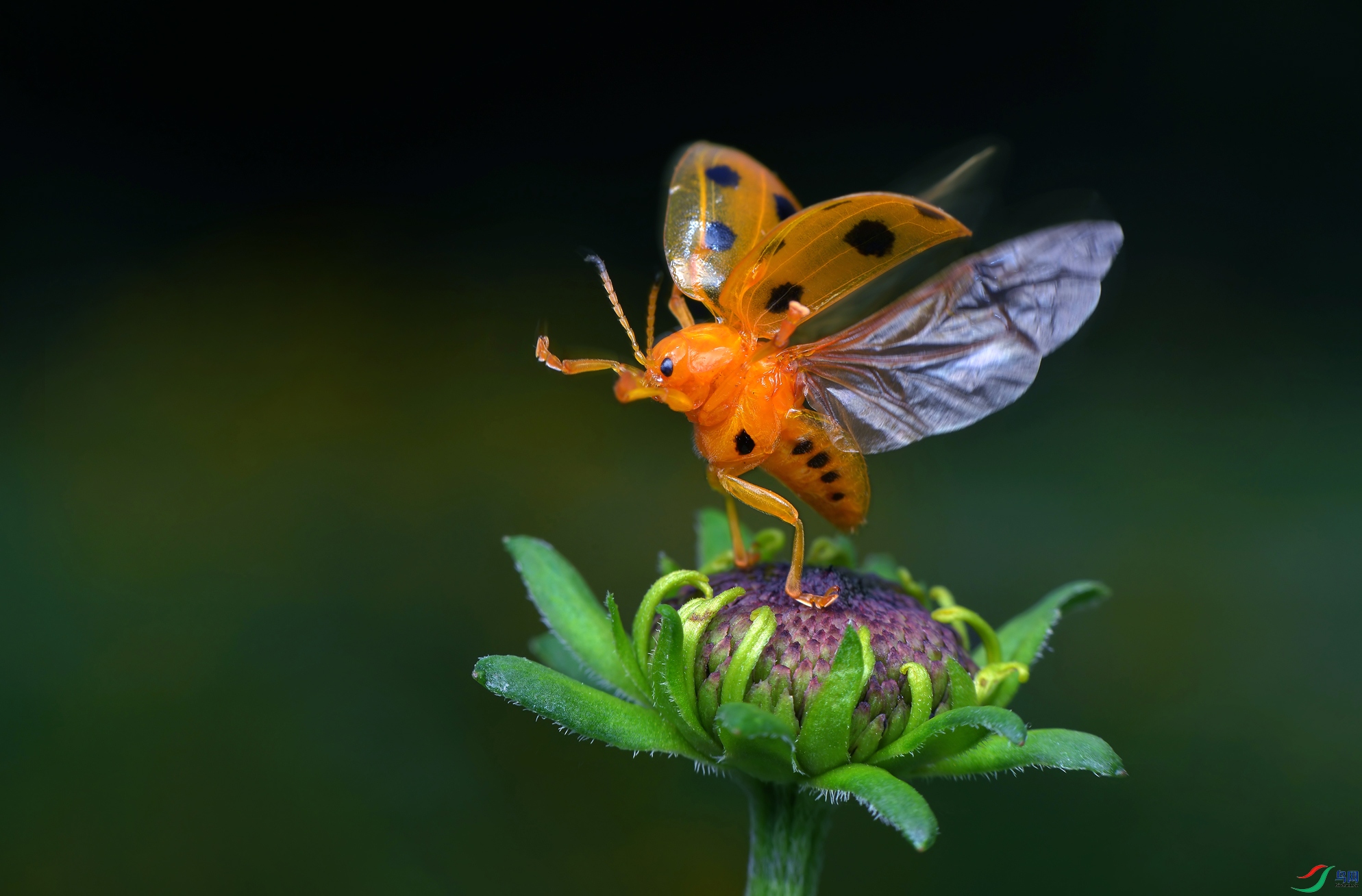 DSC_3176 ����.jpg