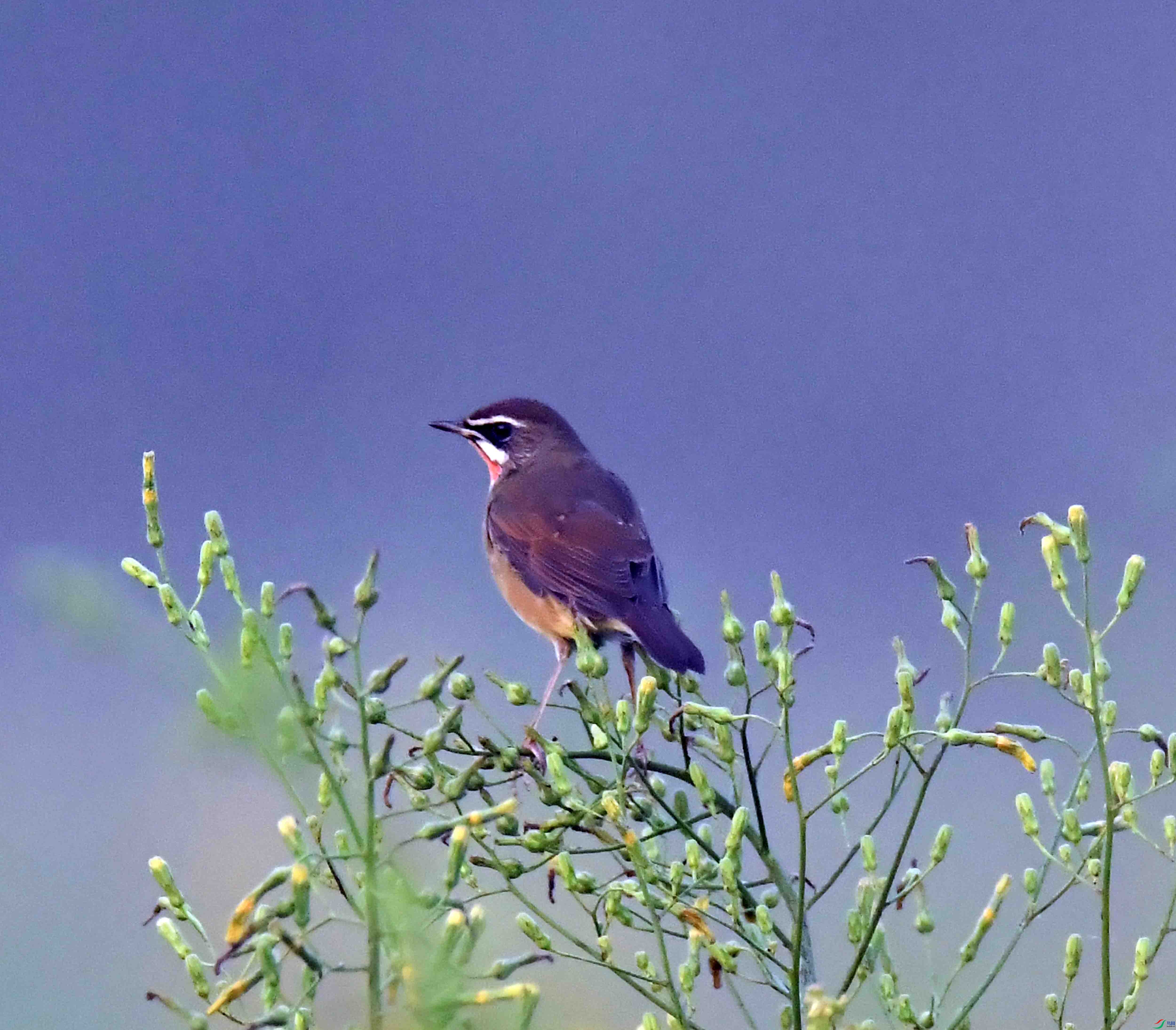 DSC_2679.JPG