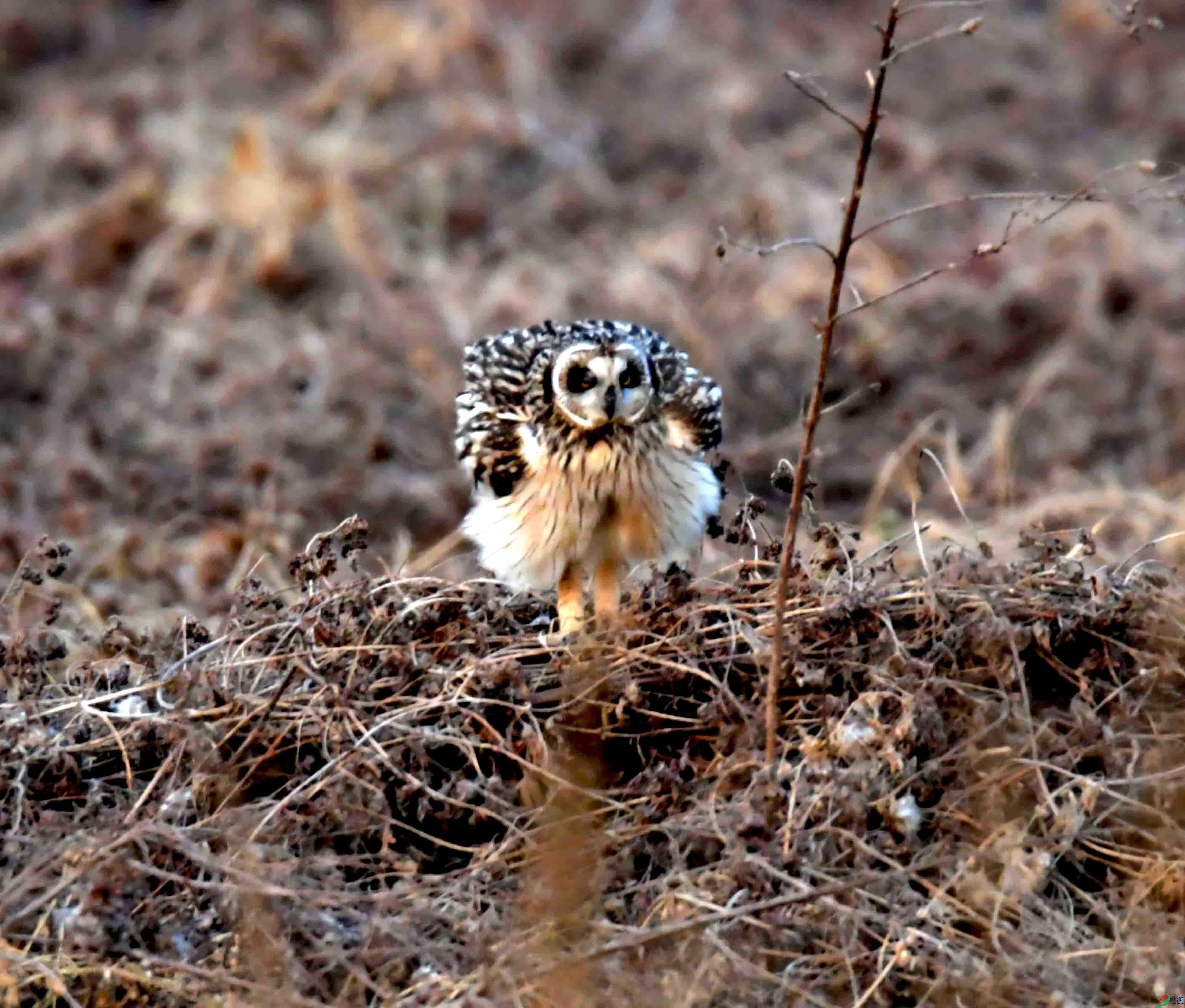 DSC_1065.JPG