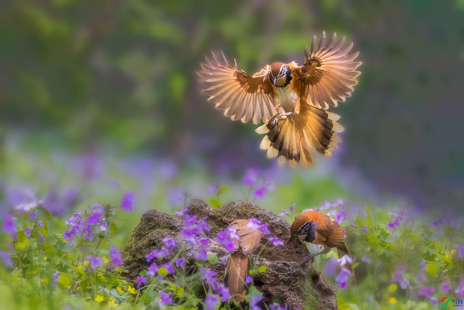 ��������----�������