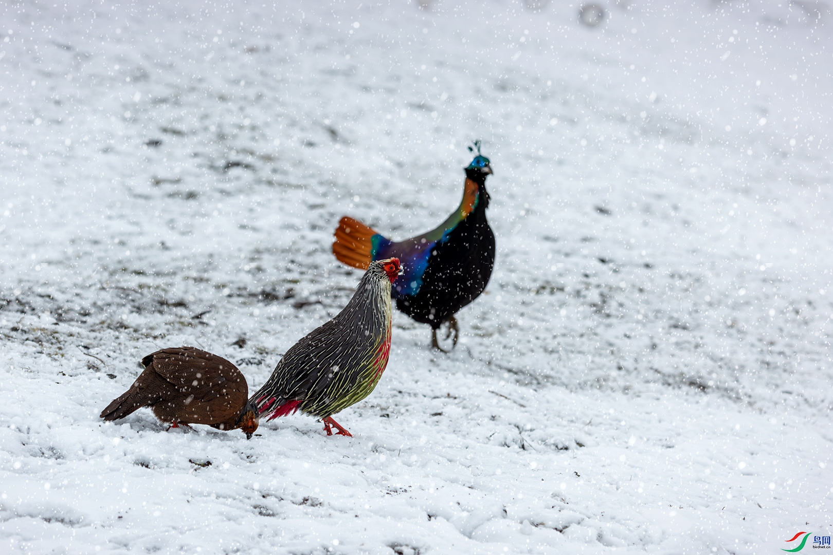 Ѫ������β����