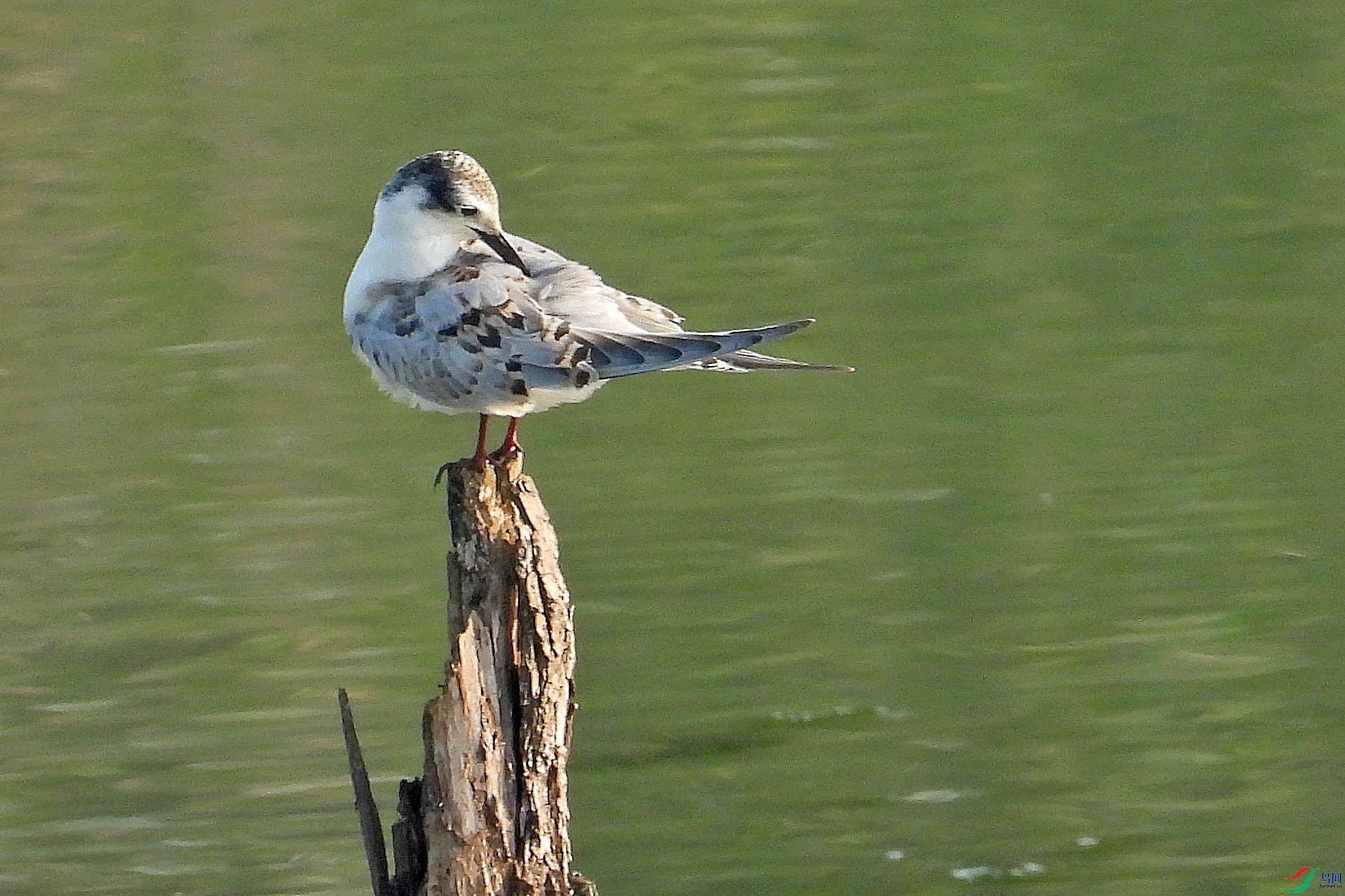 DSCN0138.JPG