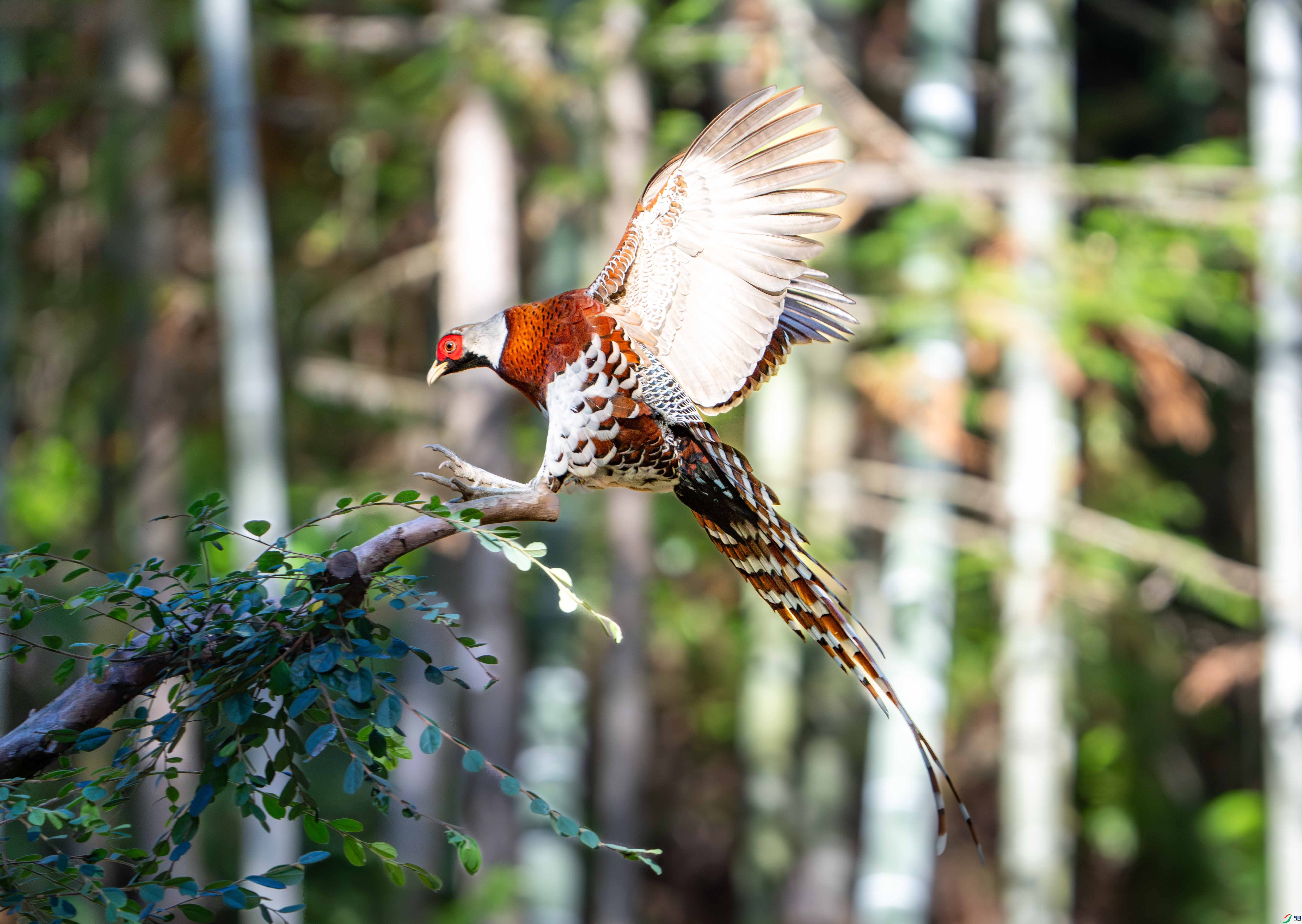 �׾���β��