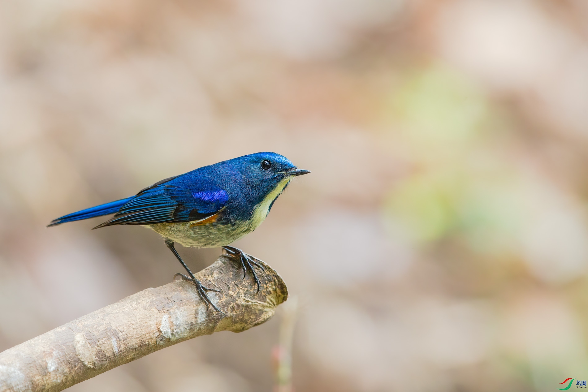 a_63435-1.jpg