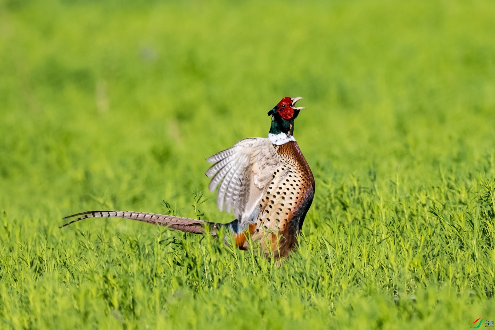 �߸�һ��������