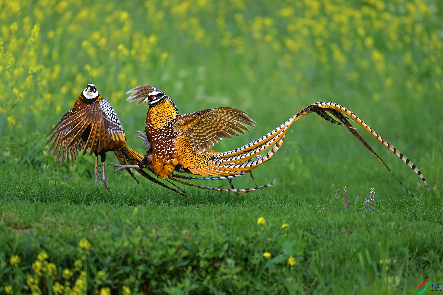 DSC_4334.iff-  �׹ڳ�β�� .jpg