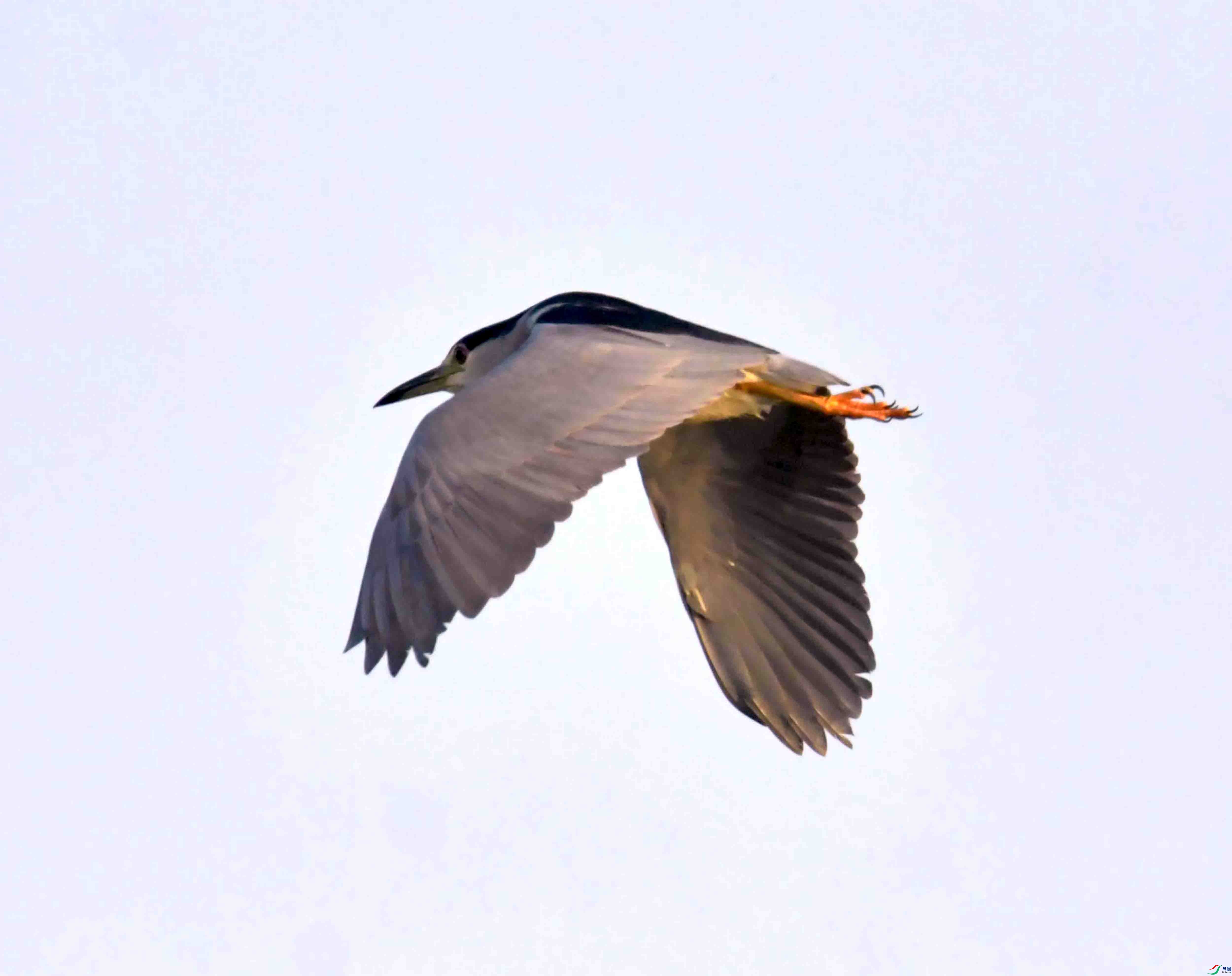 DSC_0698.JPG