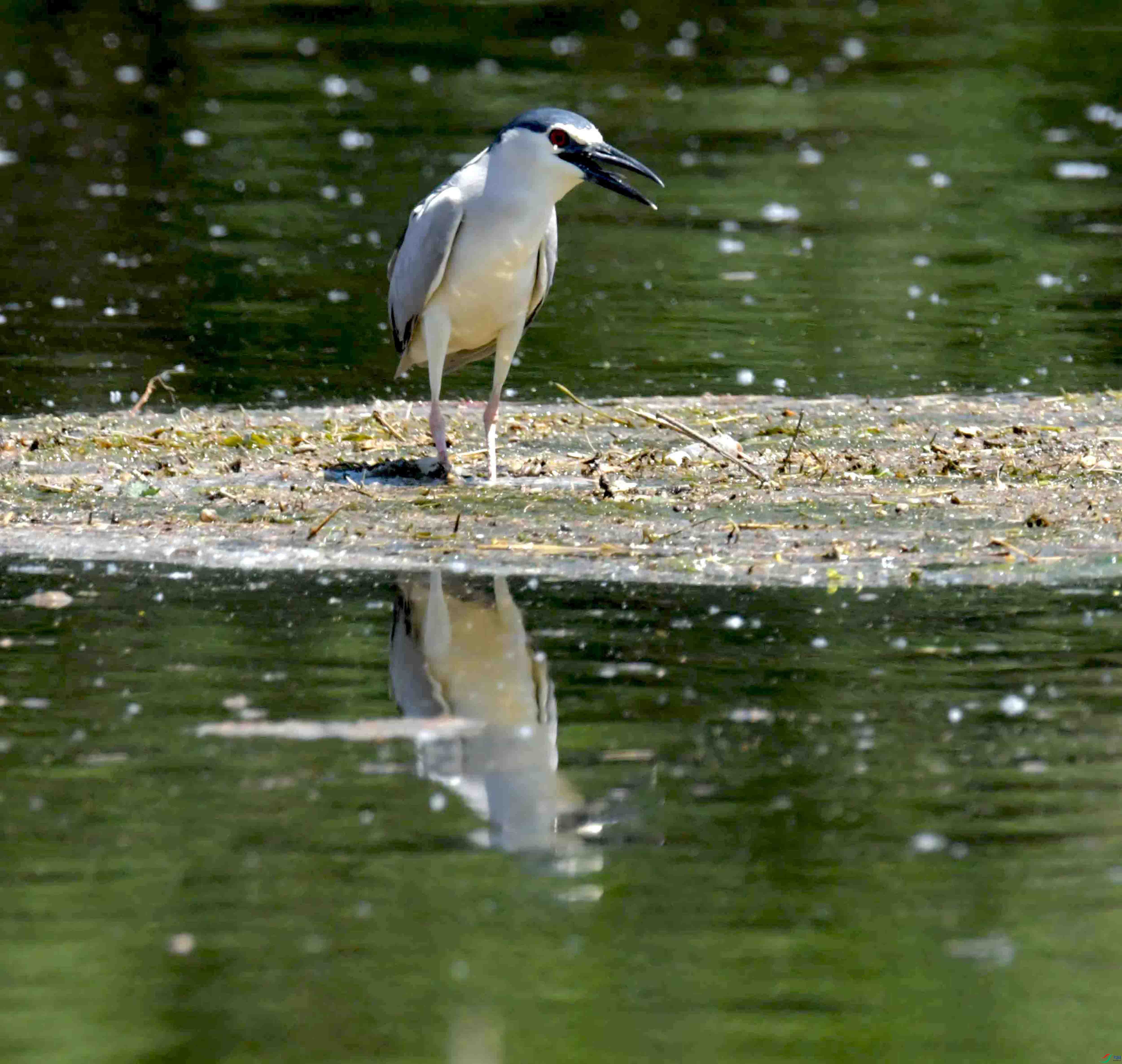 DSC_0865.JPG