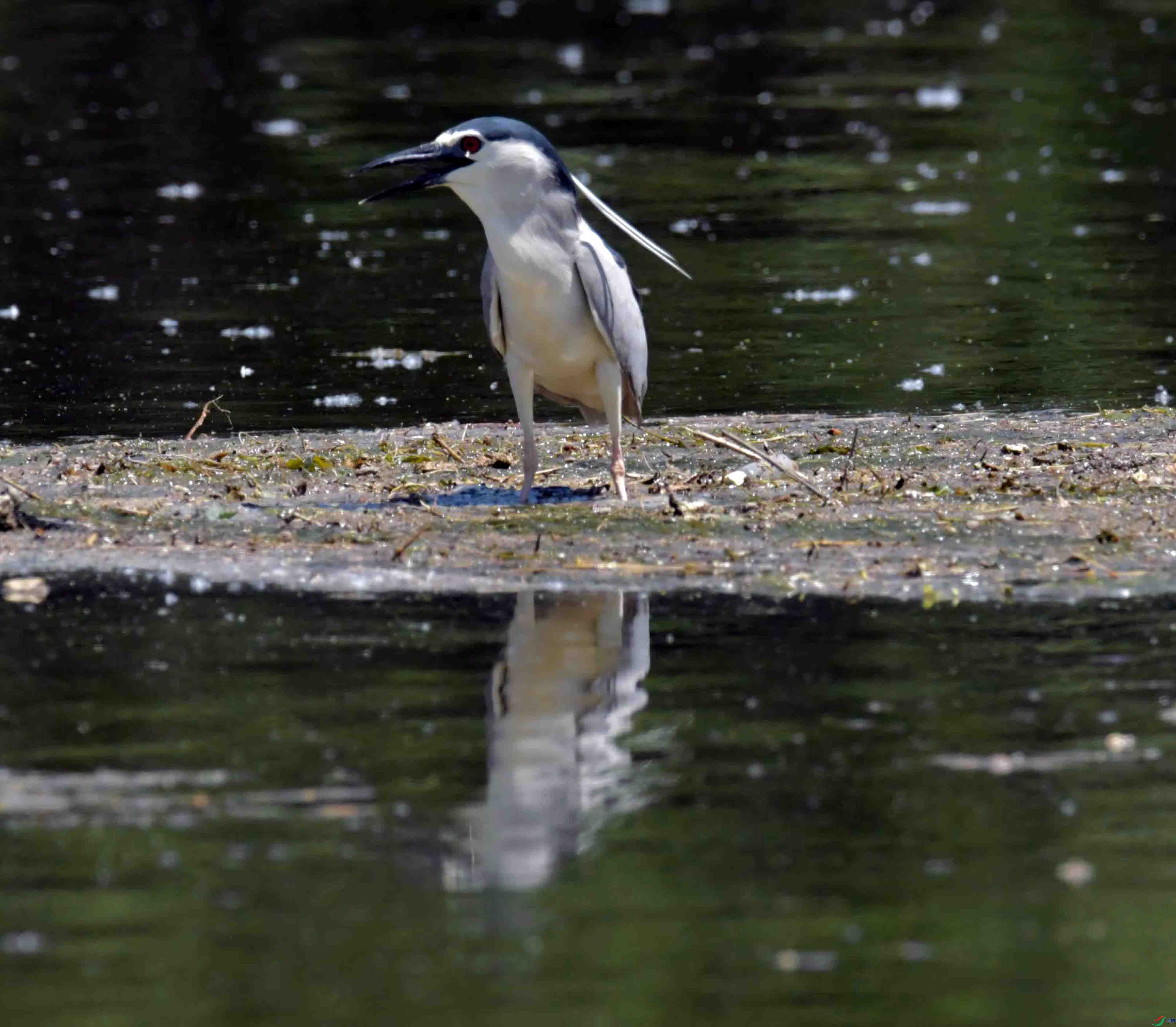 DSC_0868.JPG