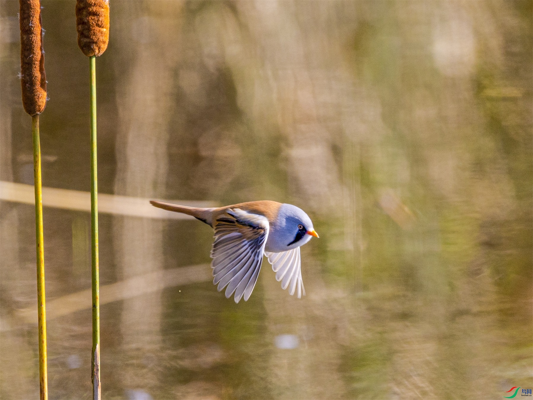 1K3A0981 ����1.jpg