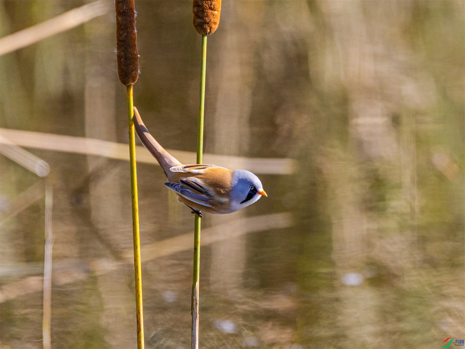 1K3A0979 ����1.jpg