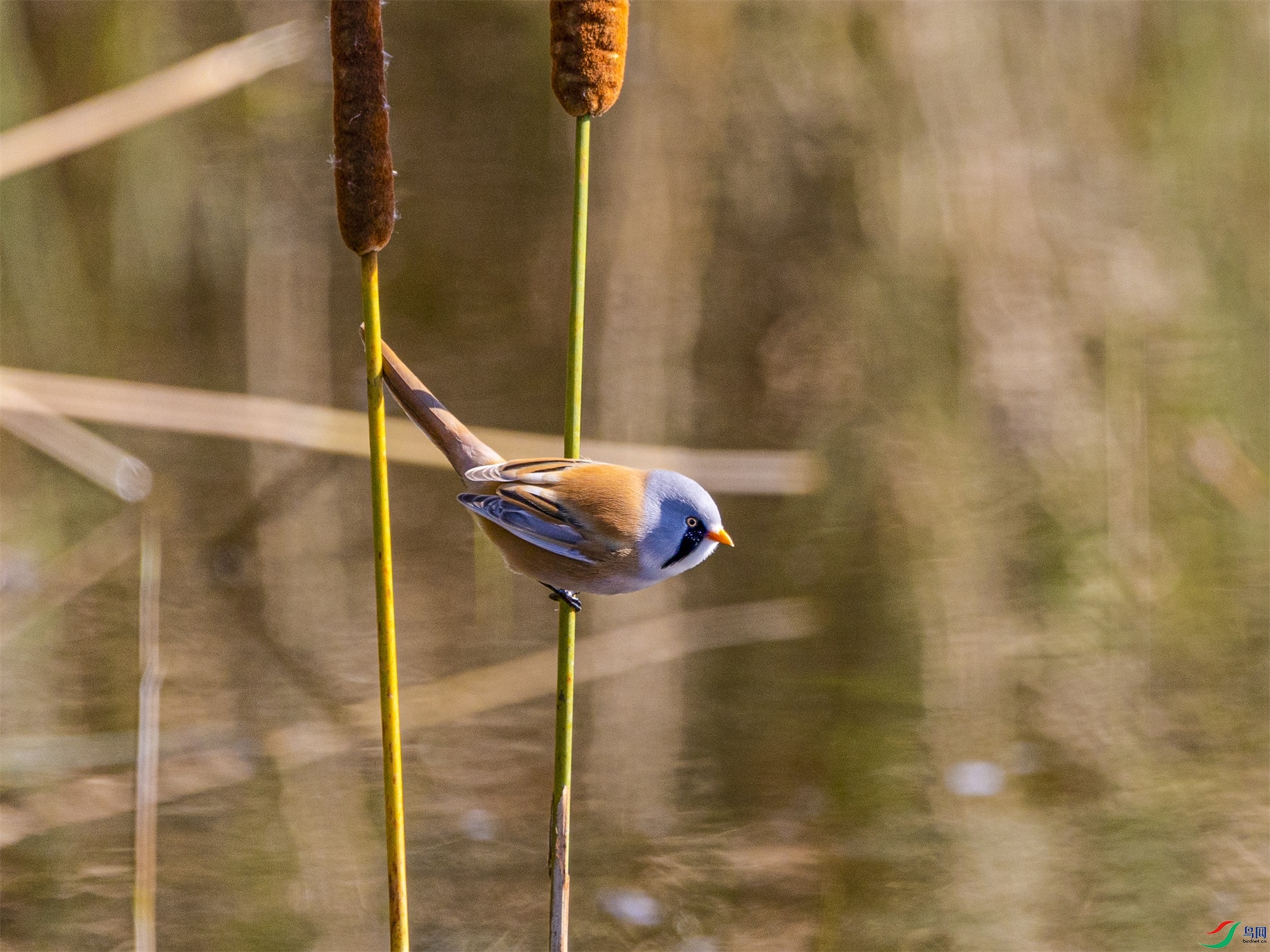 1K3A0978 ����1.jpg