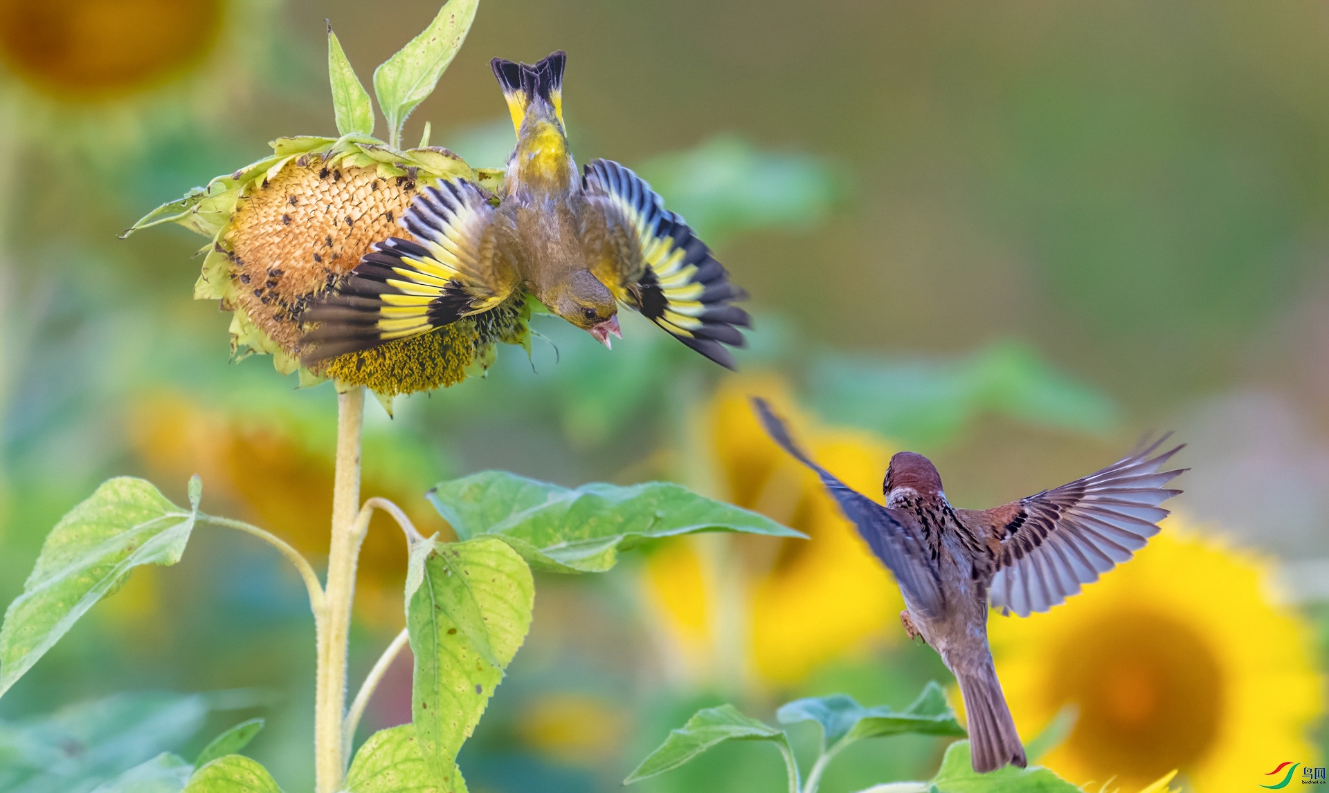 _DSC8559 ����_����-1_����.jpg