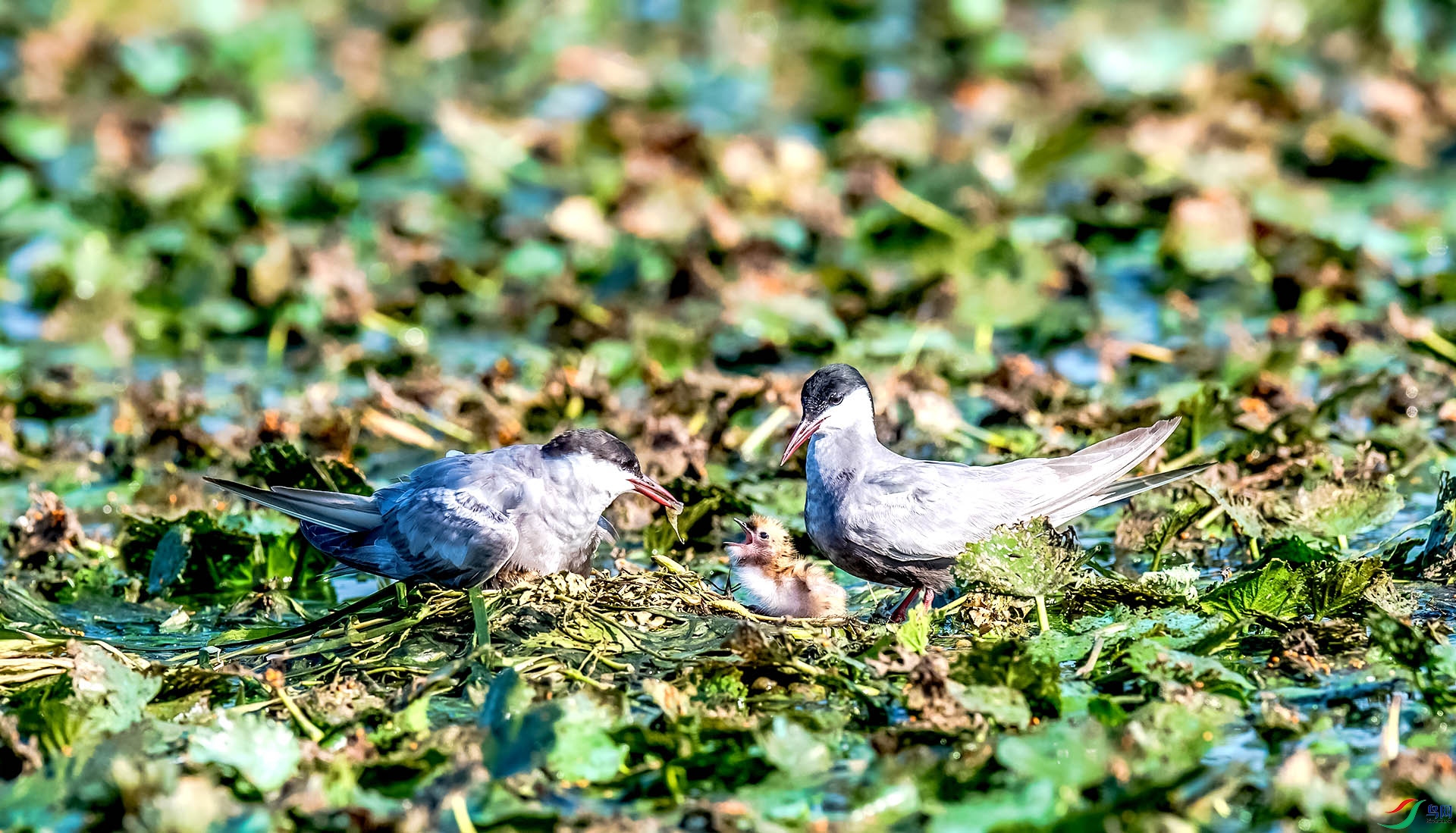 ����һ����