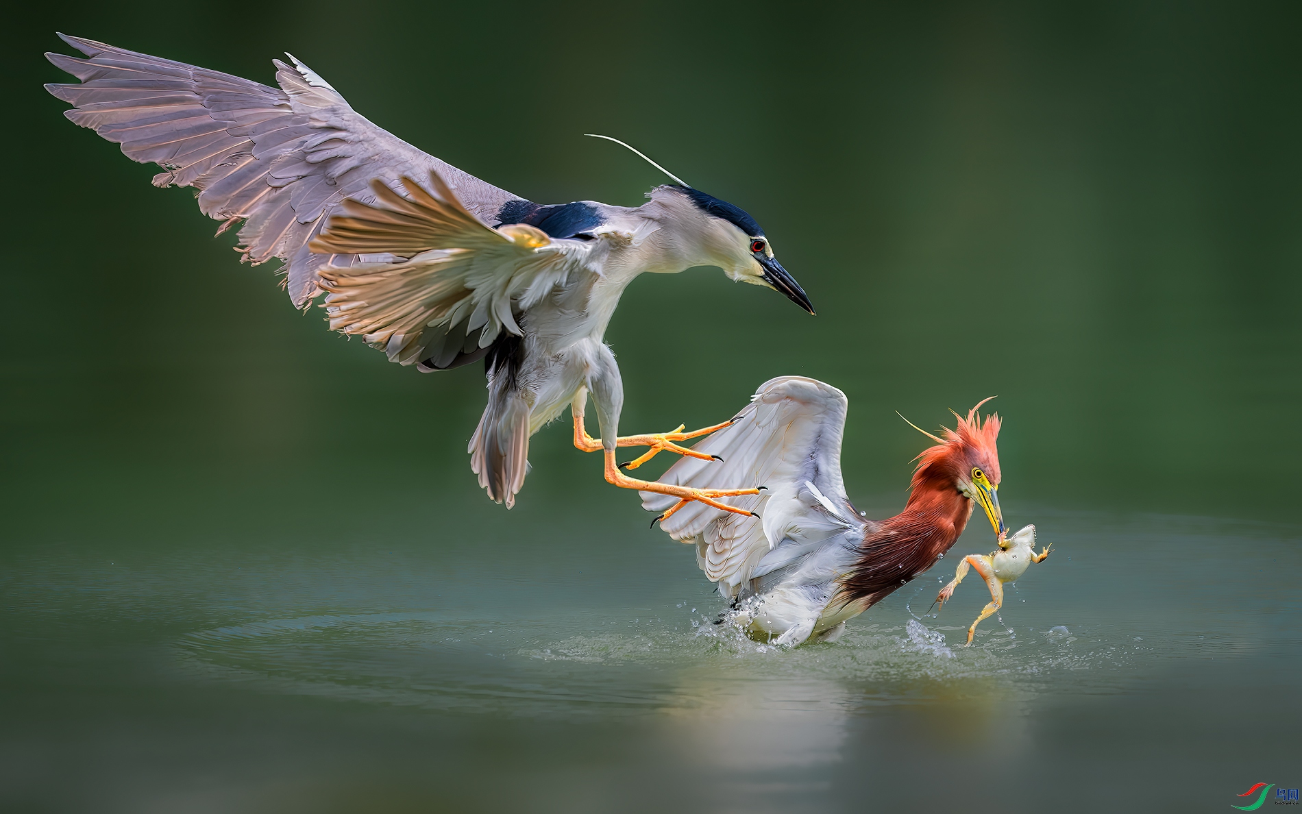 DSC_9432-����ǿ-NR ����.jpg