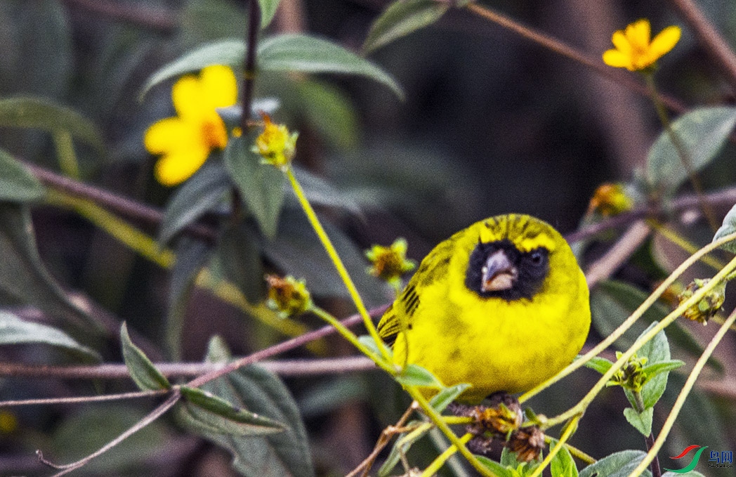 DSC_8338a.jpg