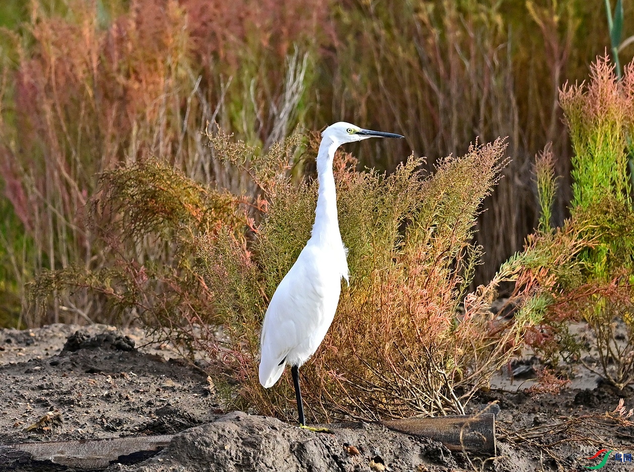 _DSC3807.jpg