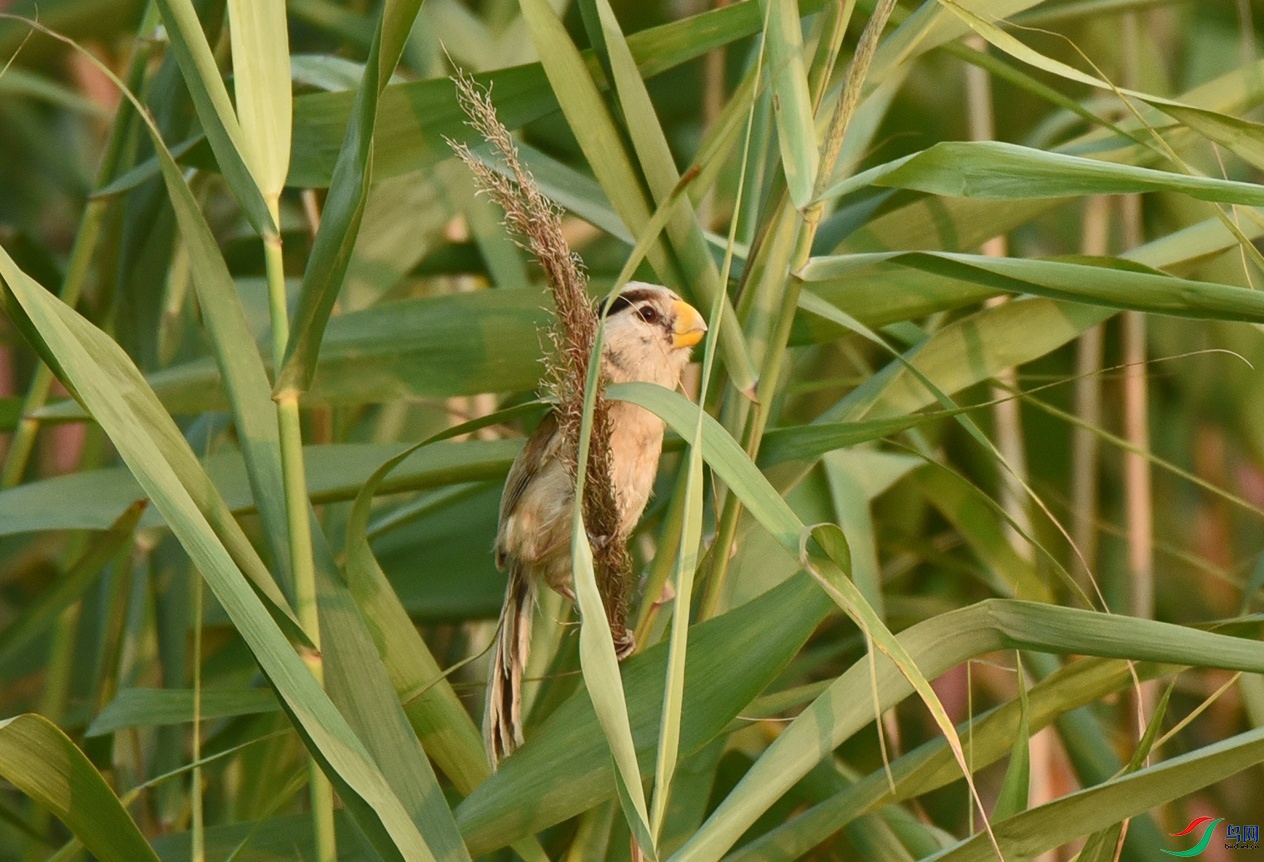 DSC_5212.jpg