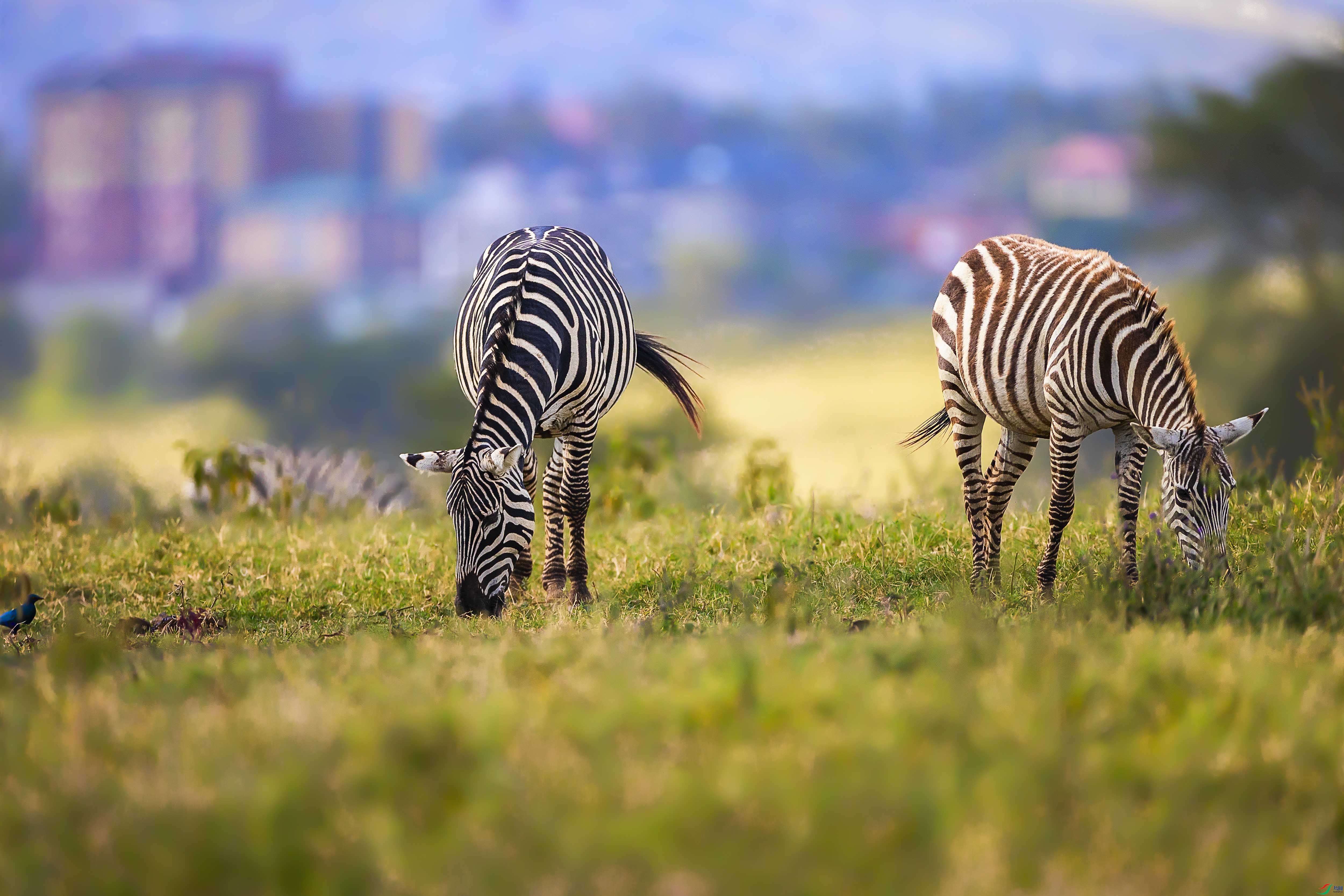 ��г����