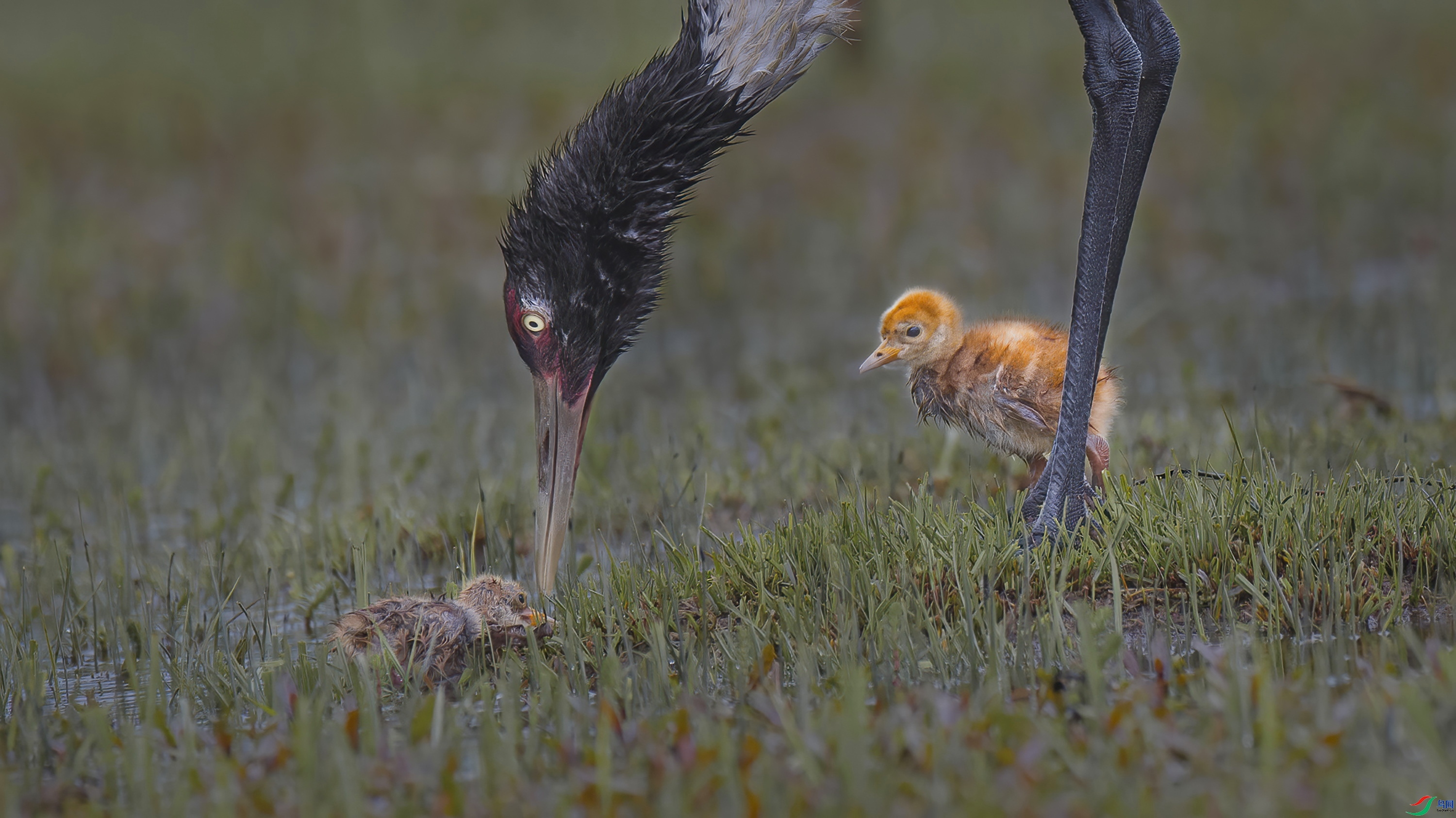 9.8��׼��ʦ��Ʒ   ����������   �ٻ�2023��9��8��ÿ��һͼ��.jpg