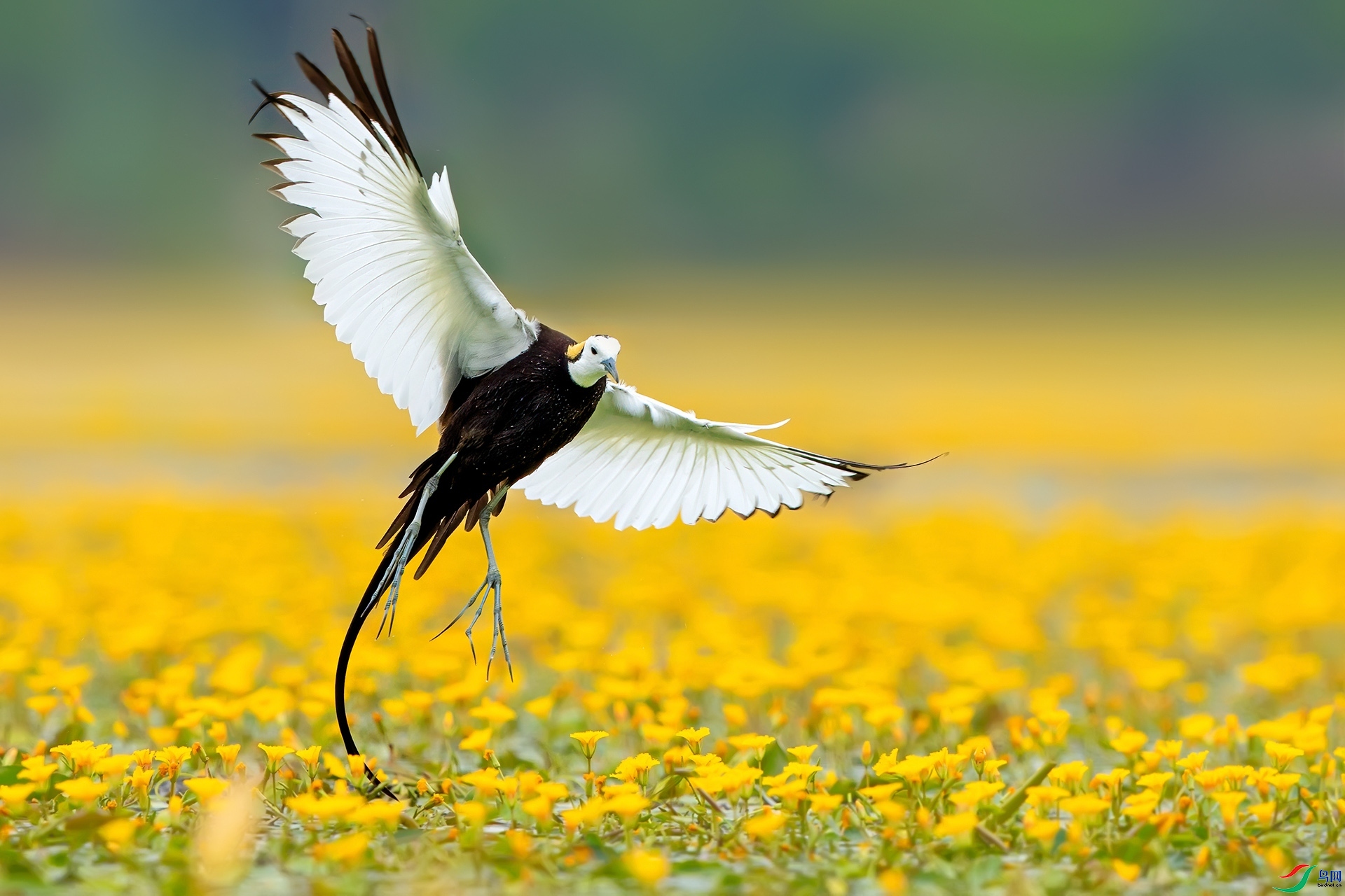 9.9�ɵ���ʦ��Ʒ   ˮ��   �ٻ�2023��9��9����ҳ����.jpg