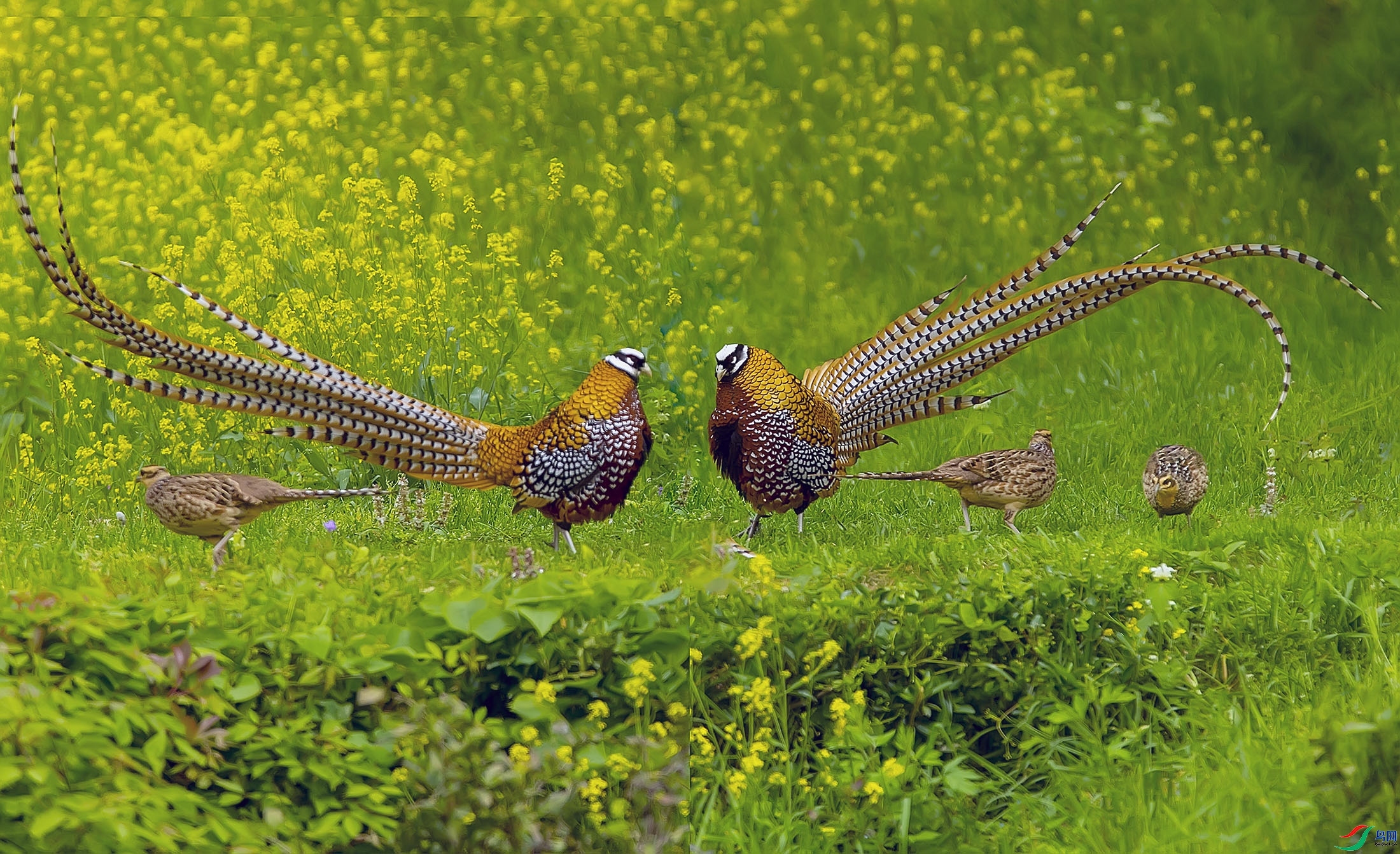 9.12��ɽ����ʦ��Ʒ   ���һ�׹ڳ�β��   �ٻ�2023��9��12����ҳ����...jpg