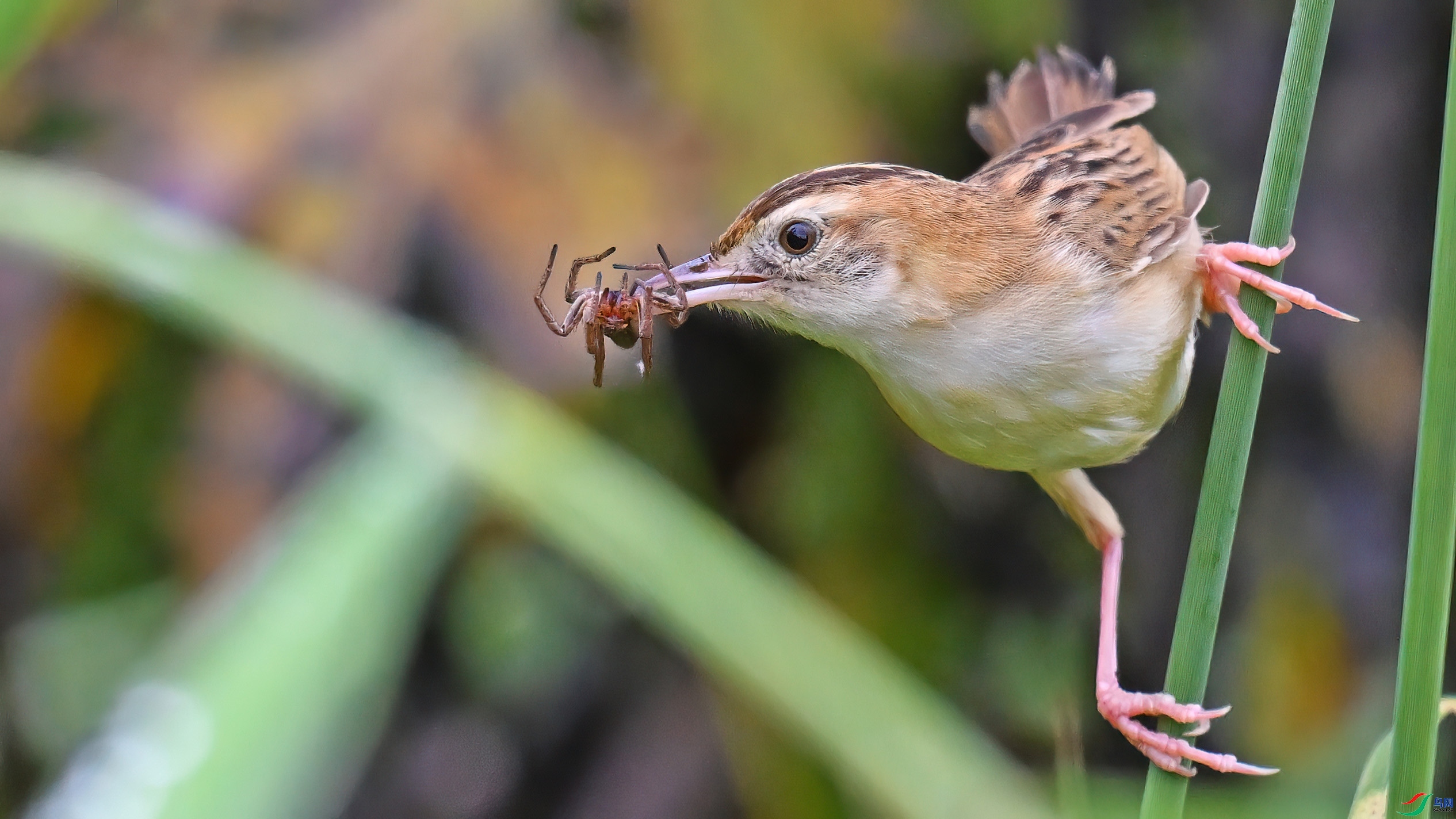 9.12������ʦ��Ʒ   ����βݺ   �ٻ�2023��9��12����ҳ����...jpg