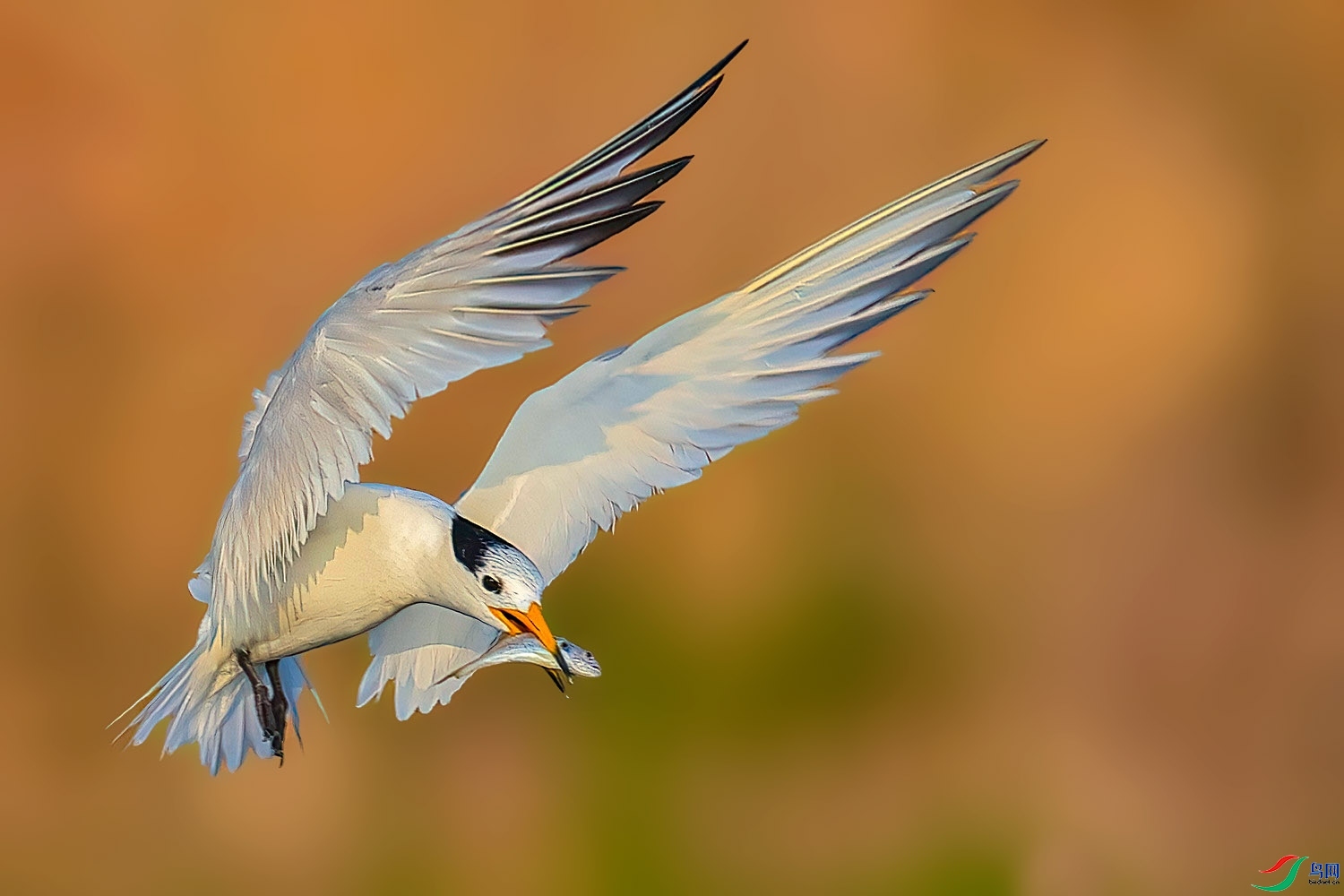 9.13������ʦ��Ʒ   �ջ����   �ٻ�2023��9��13����ҳ����...jpg