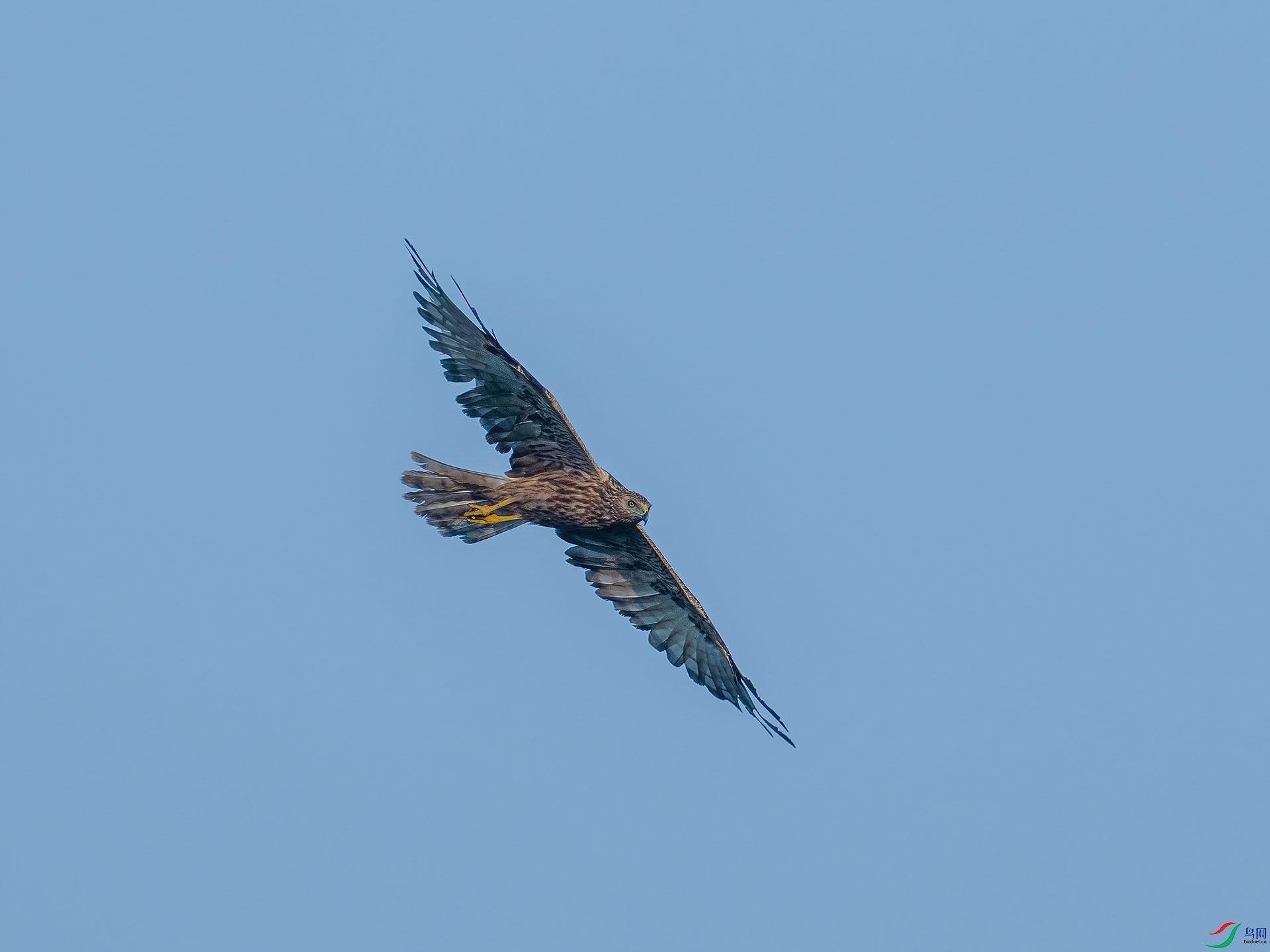 P9088118-DeNoiseAI-standard.jpg