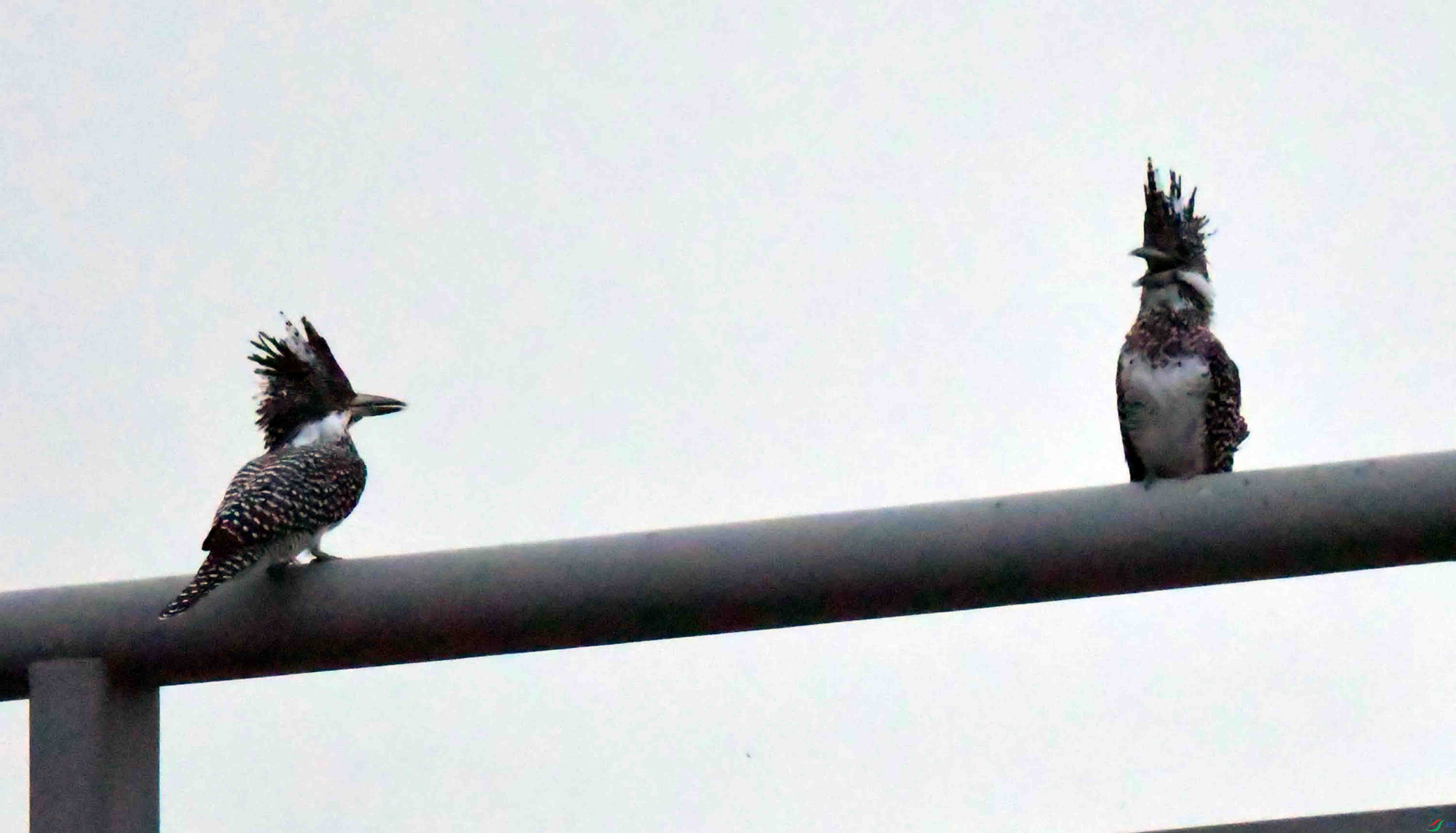 DSC_5917.JPG
