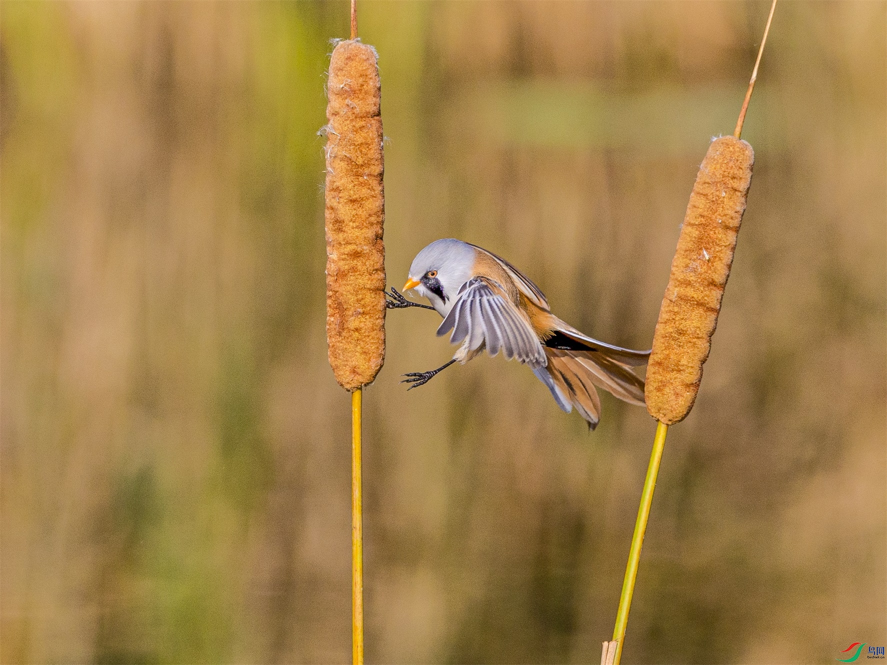 1K3A3605 ����1.jpg