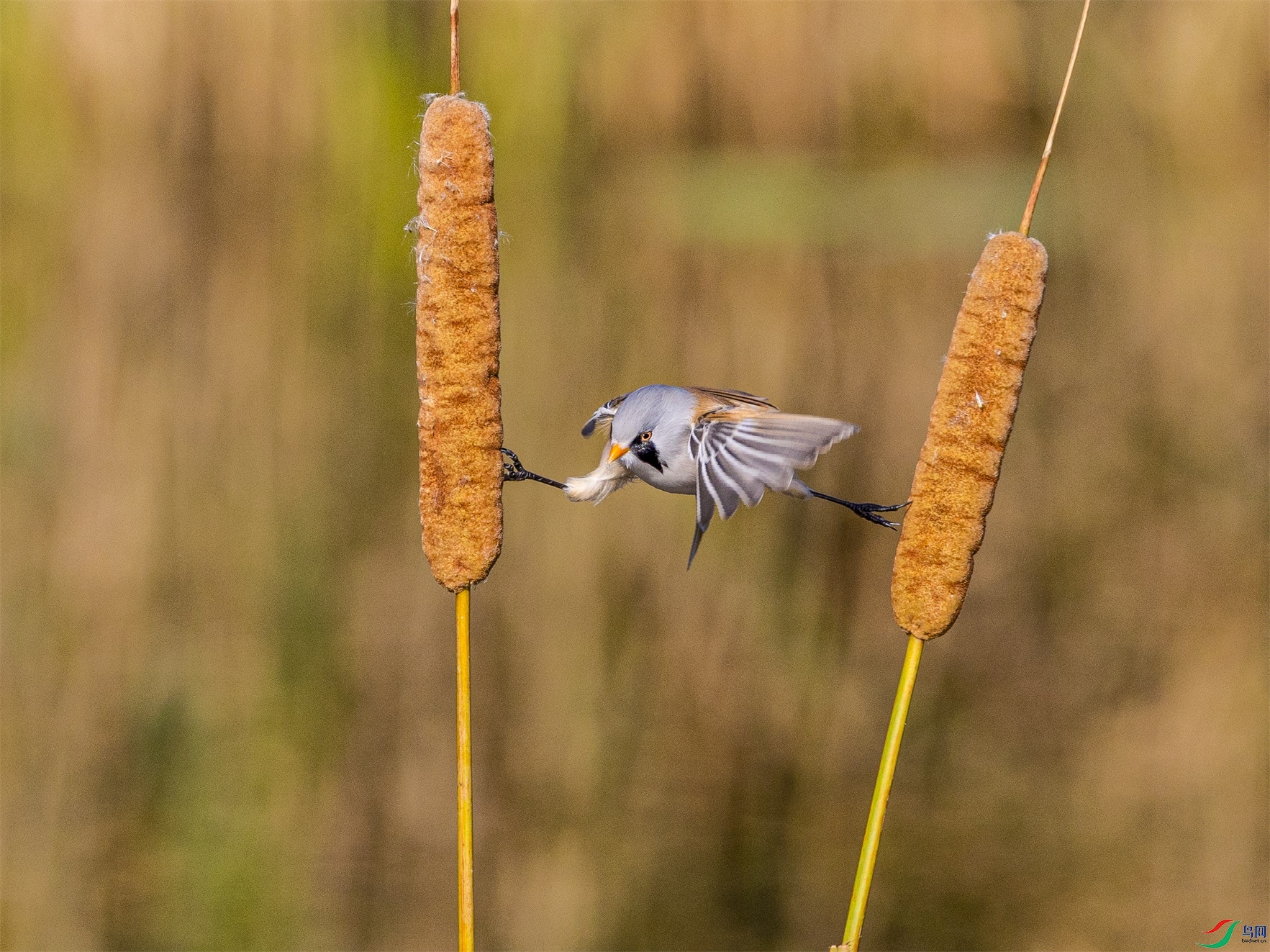 1K3A3604 ����1.jpg