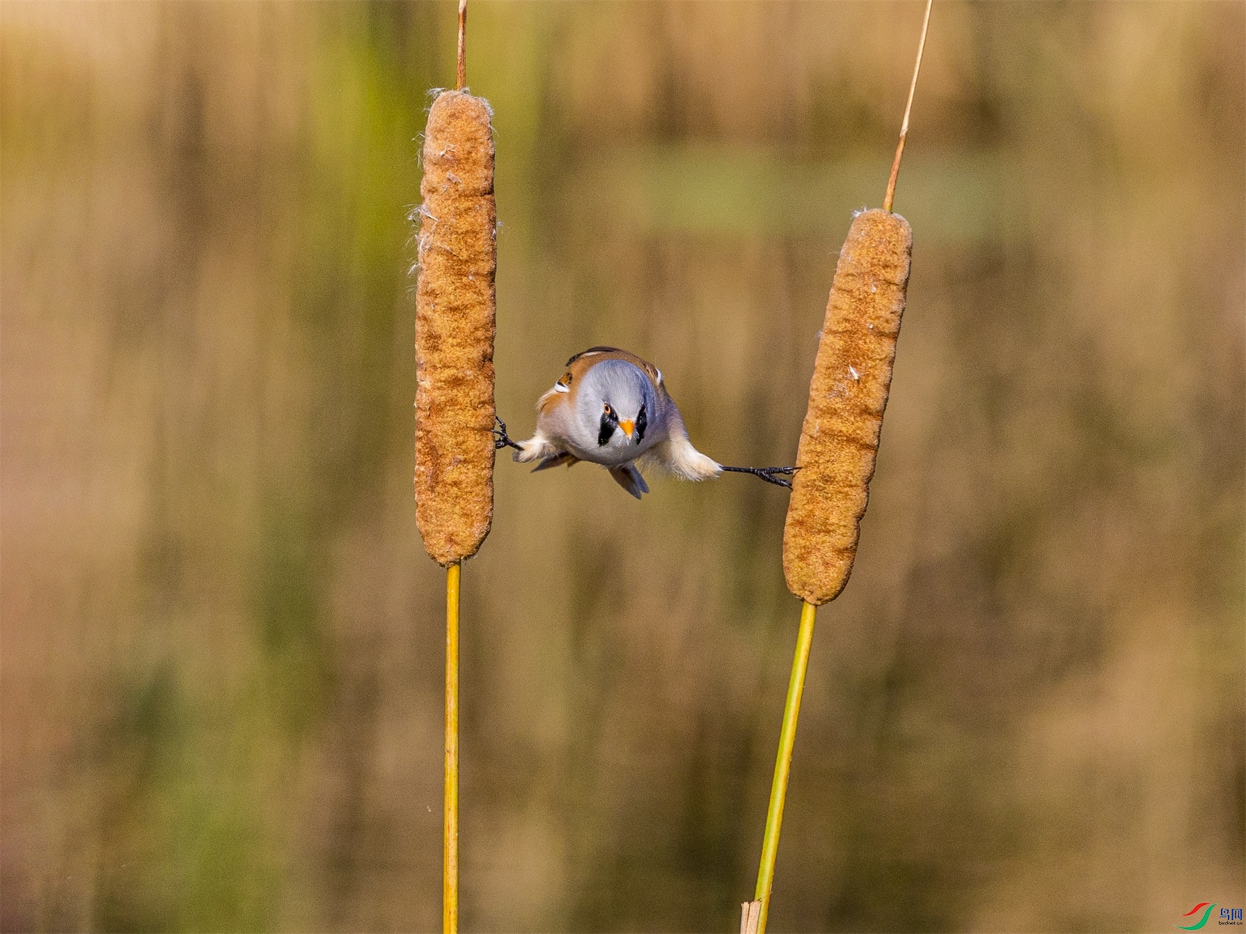 1K3A3602 ����1.jpg