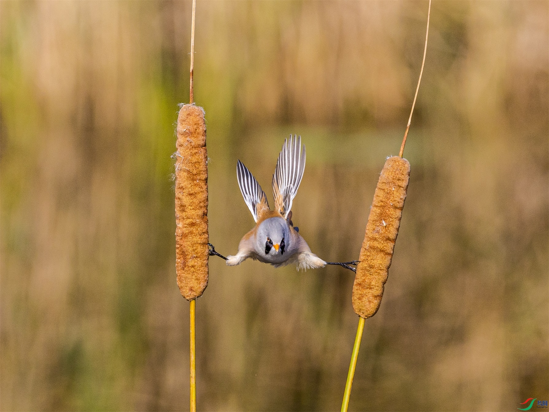 1K3A3603 ����1.jpg