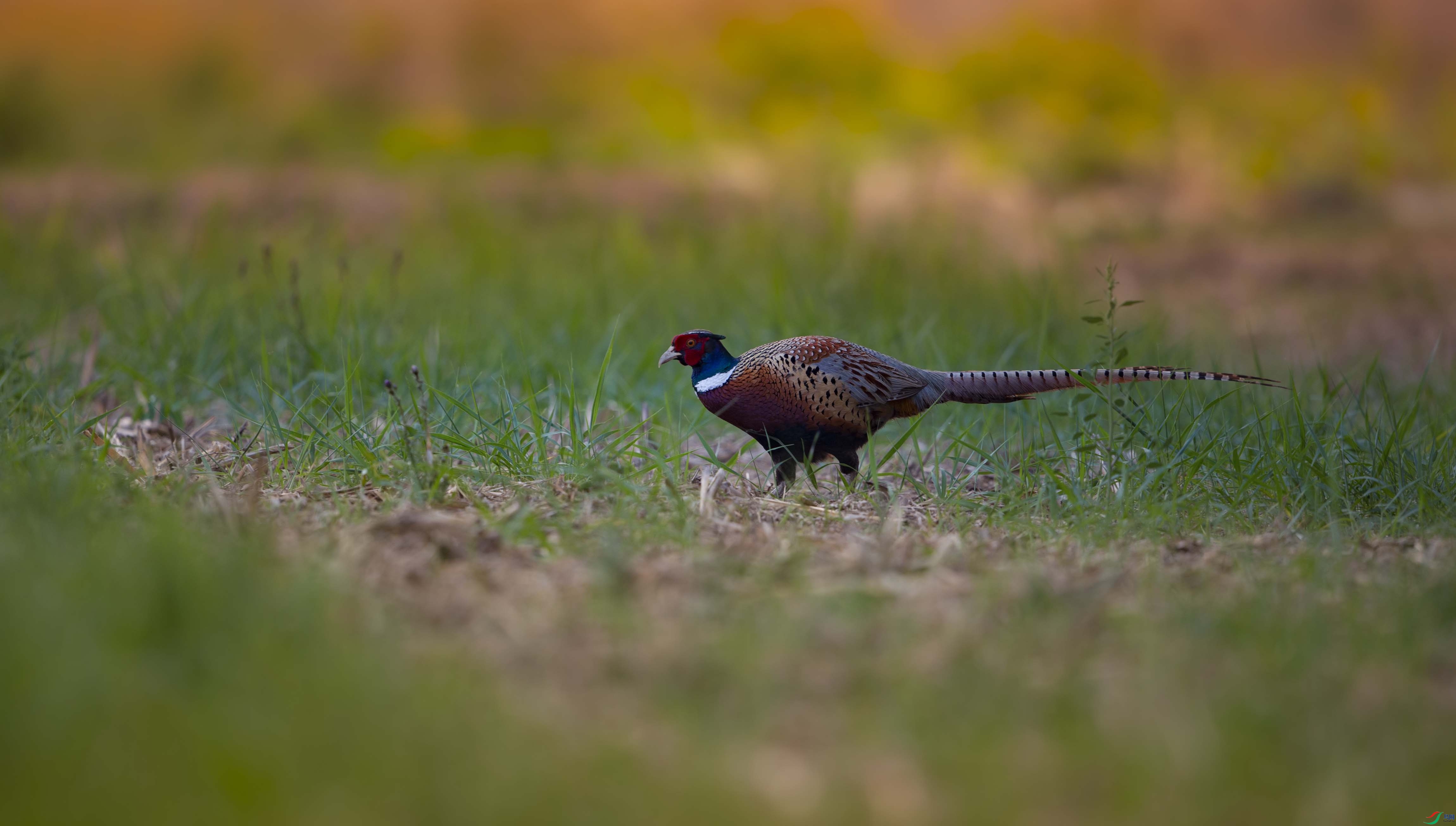 IMG_9392 ����.jpg