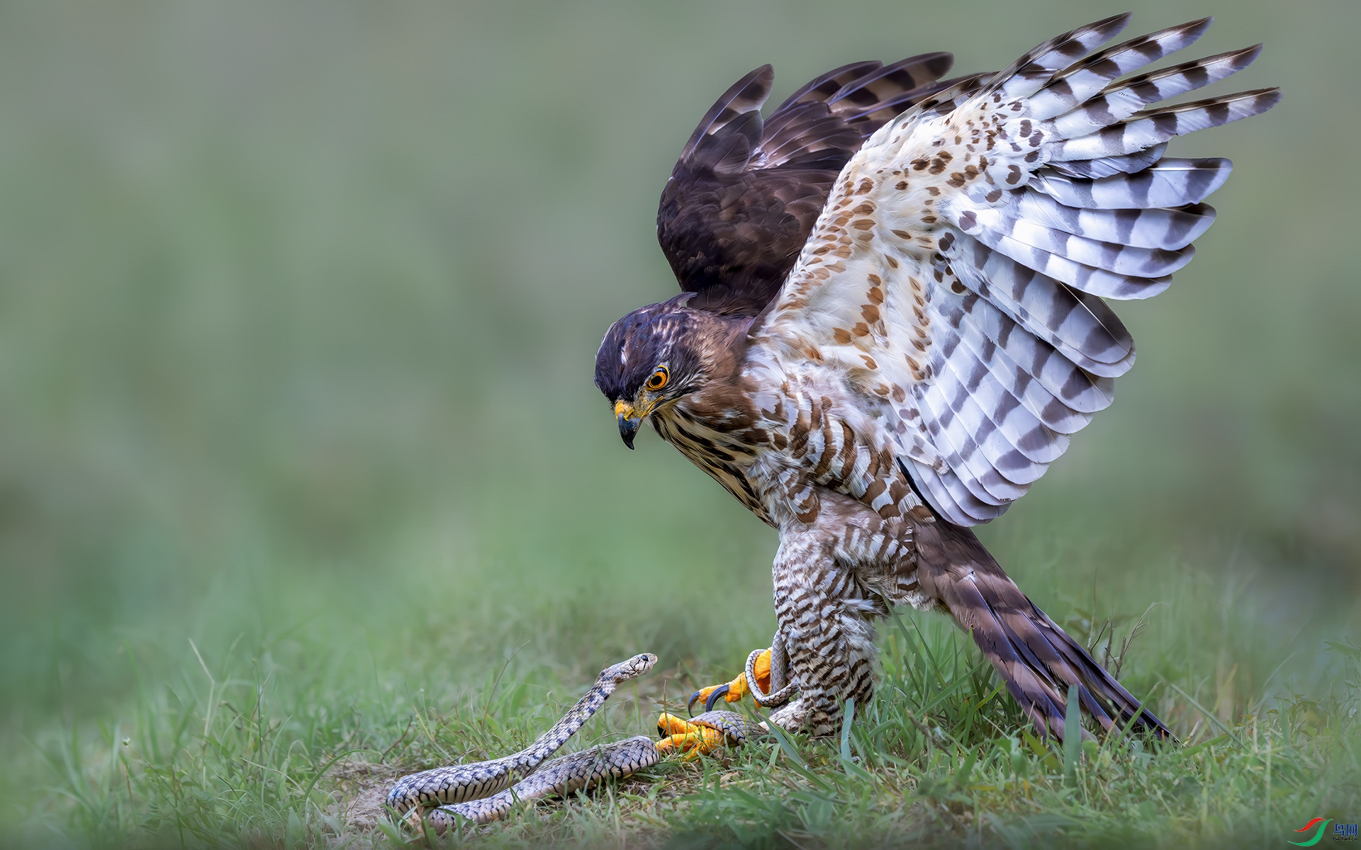 DSC_5705-����ǿ-NR ����1 ����.jpg