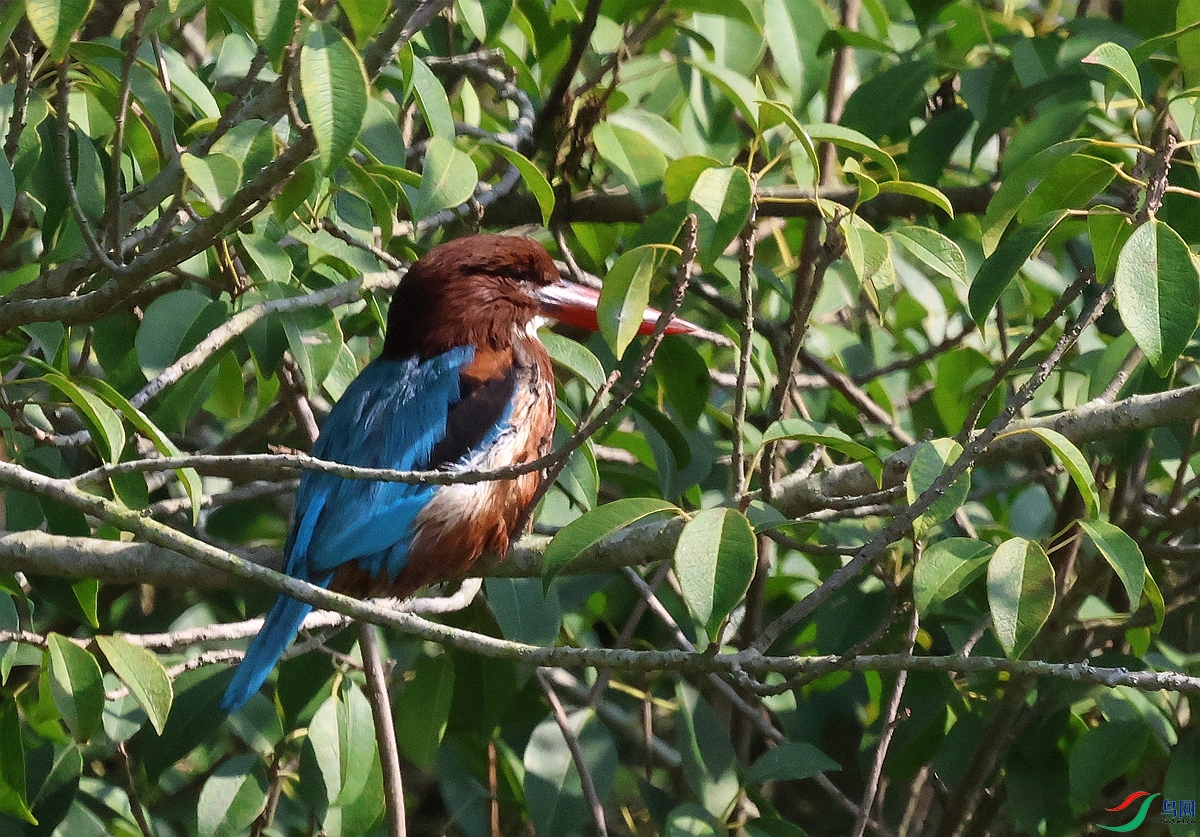 1P3A3548.JPG