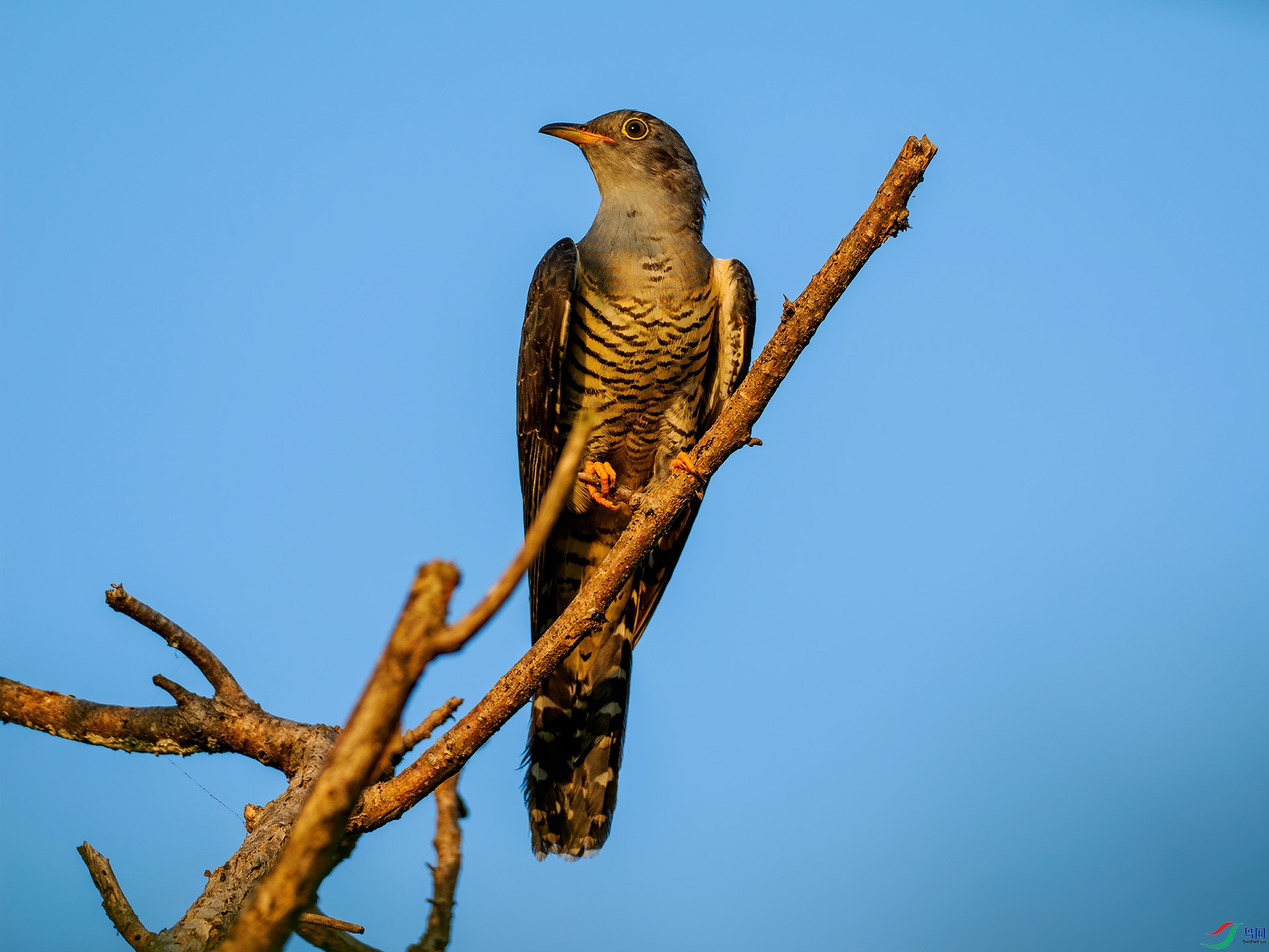 big P9088059-denoise-standard.jpg