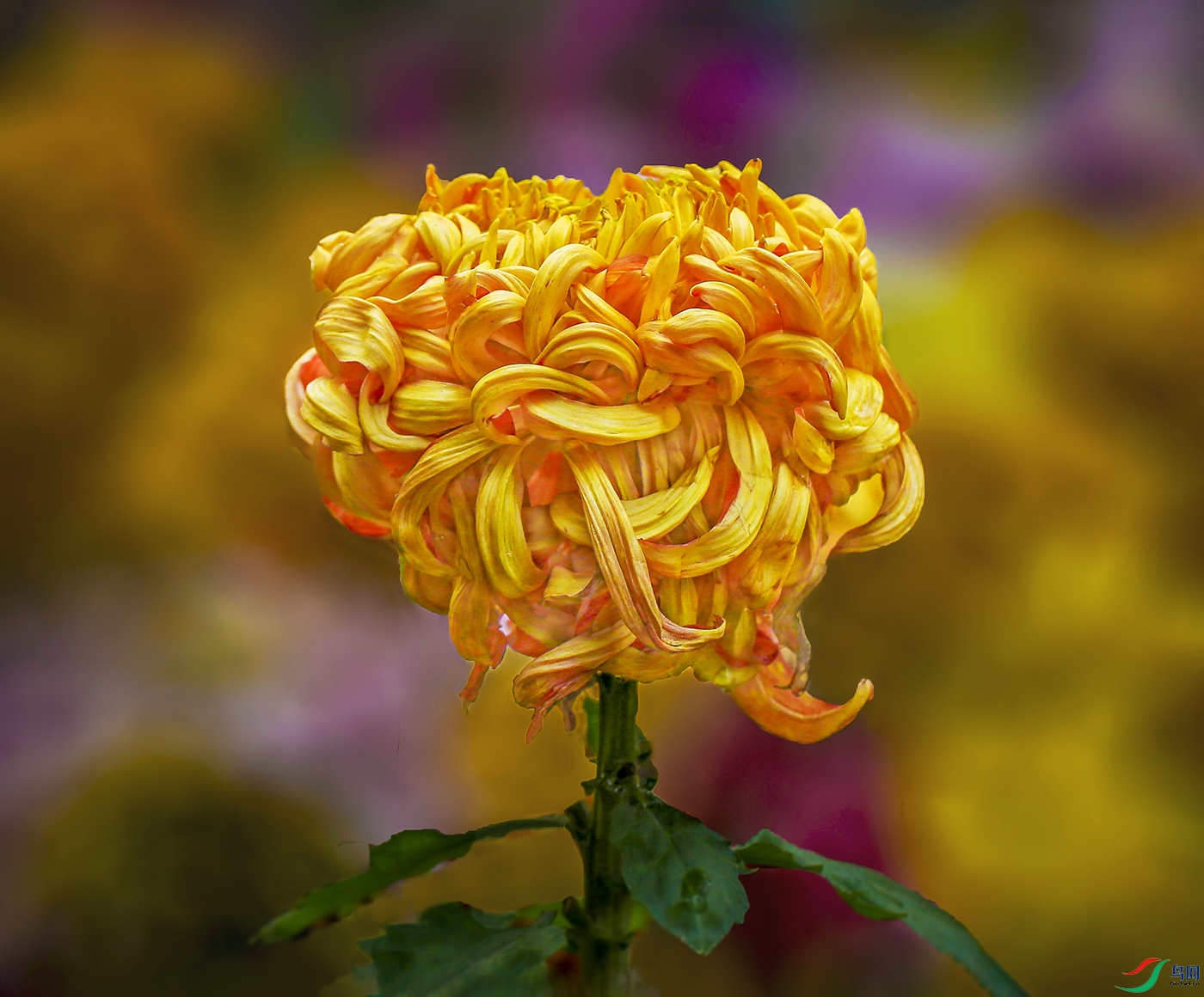 0018558322U9A1053 �������� 1000k.jpg