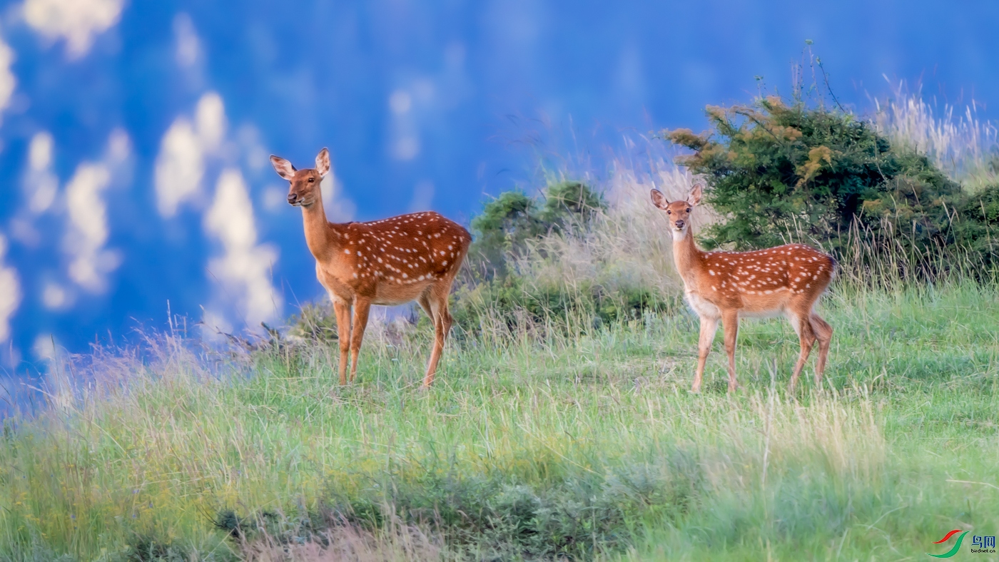 DSC_6676_1_1.jpg